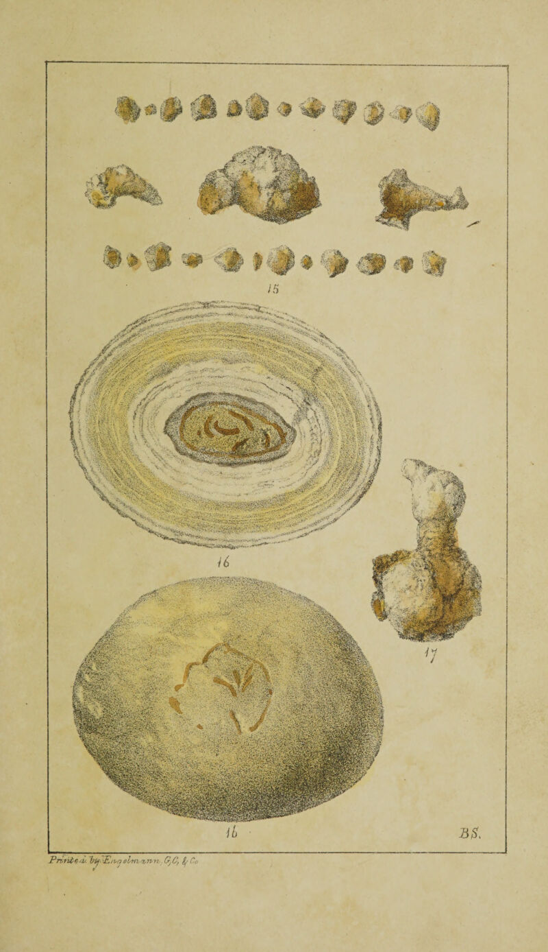 Priiitz/L. ~bi>j Phvtj elmnumi G/J, fy Co