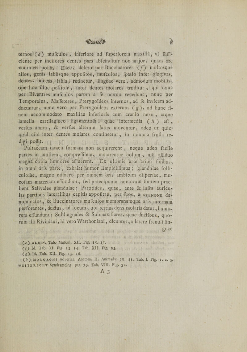 $ ternos (e) mufculos, inferiore ad fuperiorern maxilla, vi fuffi- ciente per incifores dentes pars abfcinditur non major, quam ore contineri poffit. Haec, deleto per Buccinatores (/) multosque alios, genis labiisqne appofitos, mufculos, fpatio inter gingivas, dentes, buccas, labia, retinetur, linguae vero, admodum mobilis, ope huc illuc pellitur , inter dentes molares truditur , qui nunc per Biventres mufculos parum a fe mutuo recedunt , nunc per Temporales, Mafleteres, Pterygoideos internos, ad fe invicem ad¬ ducuntur, nunc vero per Pterygoideos externos (g), ad hunc fi¬ nem accommodato maxillae inferioris cum cranio nexu , atque lamella cartilagineo - ligamentofa , quae intermedia ( h ) effc , verfus unum , &amp; verfus alterum latus moventur, adeo ut quic- quid cibi inter dentes molares contineatur, in minima frufta re¬ digi p olfit. Pultaceam tamen formam non acquirerent , neque adeo facile partes in mollemcomprelfilera, mutarentur bolum, nili alfiduo magna copia humores affluerent. Ex ultimis arteriarum finibus, in omnioris parte, exhalat hurhor 'limpidiffiinus ; glandulae folli- culofae, magno numero per omnem oris ambitum difperfae, mu- cofam materiam effundunt; fed praecipuum humorum fontem prae¬ bent Salivales glandulae; Parotides, quae, ante &amp; infra auricu¬ las partibus lateralibus capitis appofitae, per fu os, a stenone de¬ nominatos, &amp; Buccinatores mufculos membranamque oris internam ■ ■ perforantes, du&amp;us, ad locum , ubi tertius dens molaris datur, humo¬ rem effundunt; Sublinguales &amp; Submaxillares, quae du&amp;ibus, quo¬ rum illiRiviniani, hi vero Warthoniani, dicuntur,a latere frenuli lin¬ guae n (e) albin. Tab. MufcuL XII. Fig. 15. 17. (f) Id. Tab. XI. Fig. 13. 14. Tab. XII. Fig. 23. (g) Id. Tab. XII. Fig. 15. 16. (£) Morgagni Adverfar. Anatom. II. Aniraadv. 28. 31. Tab. I. Fig. 1. 2. 3. weitbrecht Syndesmolog. pag. 79. Tab. VIII. Fig. 32.