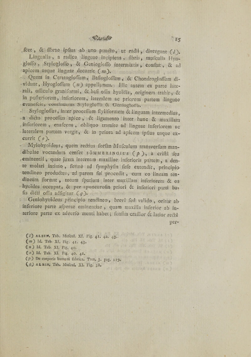 fcet , &amp; fibrae ipfius ab uno pundo, ut radii, di vergunt (/). Lingualis, a radice linguae incipiens, fibris, mufcuirs Hvo- glofio , Styloglofio , &amp; Genioglofio intermixtis, confiat, &amp; ad apicem usque linguae decurrit (m'). Quem in CeratoglofiTim, Bafiogloffiim, &amp; Chondroglofium di¬ vidunt, Hyoglofium Qn) appellamus. Hic autem ex parte late¬ rali, officulo grani lormi, oc bafi offis byoidis, originem trahit, &amp; in pofieriotem, interiorem, lateralem ac priorem partem linguae evaneficic, contumaciis Styloglofio &amp; GenioglofTo. Styloglofilis, inter procefilirn fiyliformem &amp; linguam intermedius, a dido piocefius apice , &amp; ligamento inter hunc &amp; maxillam inferiorem , enafccns , obliquo tramite ad linguae inferiorem ac • lateralem partem veigit, oe in priora ad apicem ipfius usque ex** currit ( o). Mylohyoideus, quem rectius forfian Mu (cui um transverfium man¬ dibulae vocandum cenfiet sommeringius (p), a crifta fieu eminentid, quae juxta internam maxillae inferioris partem , a den¬ te molari intimo , ferine ad fymphyfin fefe extendit, principio tendineo produdus, ad parem fui procedit , cum eo lineam ten¬ dineam format , totum fpatium inter maxillam inferiorem &amp; os hyoxdes occupat, &amp; per aponeurofm priori &amp; inferiori parti ba- fis didi offis adfigitur ( Geniohyoideus principio tendineo, brevi fed valido , oritur ab inferiore parte afperae eminentiae , quam maxilla inferior ab in¬ teriore parte ex adverfo menti habet; fenfim craflior &amp; latior redi per- CO Albii». Tab. Mufcul. XI. Fig, 41. 42. 43,. Cm) Id. Tab Xf. Fig. 41, 43. OO Id. Tab. XI. Fig. 40. CO Id. Tab. XI. Fig. 40. 41. GO De corporis humani fabrica. Totn. 3. pags nj.