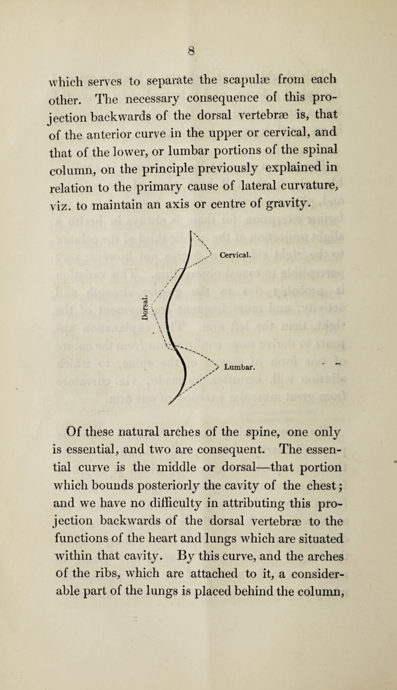 which serves to separate the scapulae from each other. The necessary consequence of this pro¬ jection backwards of the dorsal vertebrae is, that of the anterior curve in the upper or cervical, and that of the lower, or lumbar portions of the spinal column, on the principle previously explained in relation to the primary cause of lateral curvature, viz. to maintain an axis or centre of gravity. Of these natural arches of the spine, one only is essential, and two are consequent. The essen¬ tial curve is the middle or dorsal—that portion which bounds posteriorly the cavity of the chest; and we have no difficulty in attributing this pro¬ jection backwards of the dorsal vertebrae to the functions of the heart and lungs which are situated within that cavity. By this curve, and the arches of the ribs, which are attached to it, a consider¬ able part of the lungs is placed behind the column,