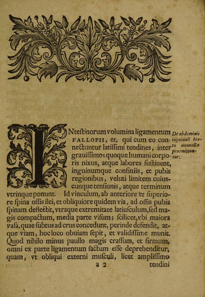 Nteftinorum volumina ligamentum Deaidommu fallopii, et, qui cum eo con- inguinali bia ne&untur latiffimi tendines, interf“ nonnuU<t praimtttM- grauiuimos quoque humani corpo- tUr. ris nixus, atque labores iuftinent, inguinumque confiniis, et pubis regionibus, veluti limitem cuius¬ cunque tenfionis, atque terminum vtrinque ponunt. Id vinculum, ab anteriore et fupcrio- re Ipina offis ilei, et obliquiore quidem via, ad offis pubis fpinam deflectit, vtraque extremitate latiu(culum,fed ma¬ gis compadtum, media parte vilum; lcilicet,vbi maiora vala, quae ffibtus ad crus concedunt, perinde defendit, at¬ que viam , hoc loco obuiam (epit, et validiffime munit. Quod nihilo minus paullo magis crafliim, et firmum, omni ex parte ligamentum fa£tum efle deprehenditur^ quam, vt obliqui externi muiculi, licet ampliffimo