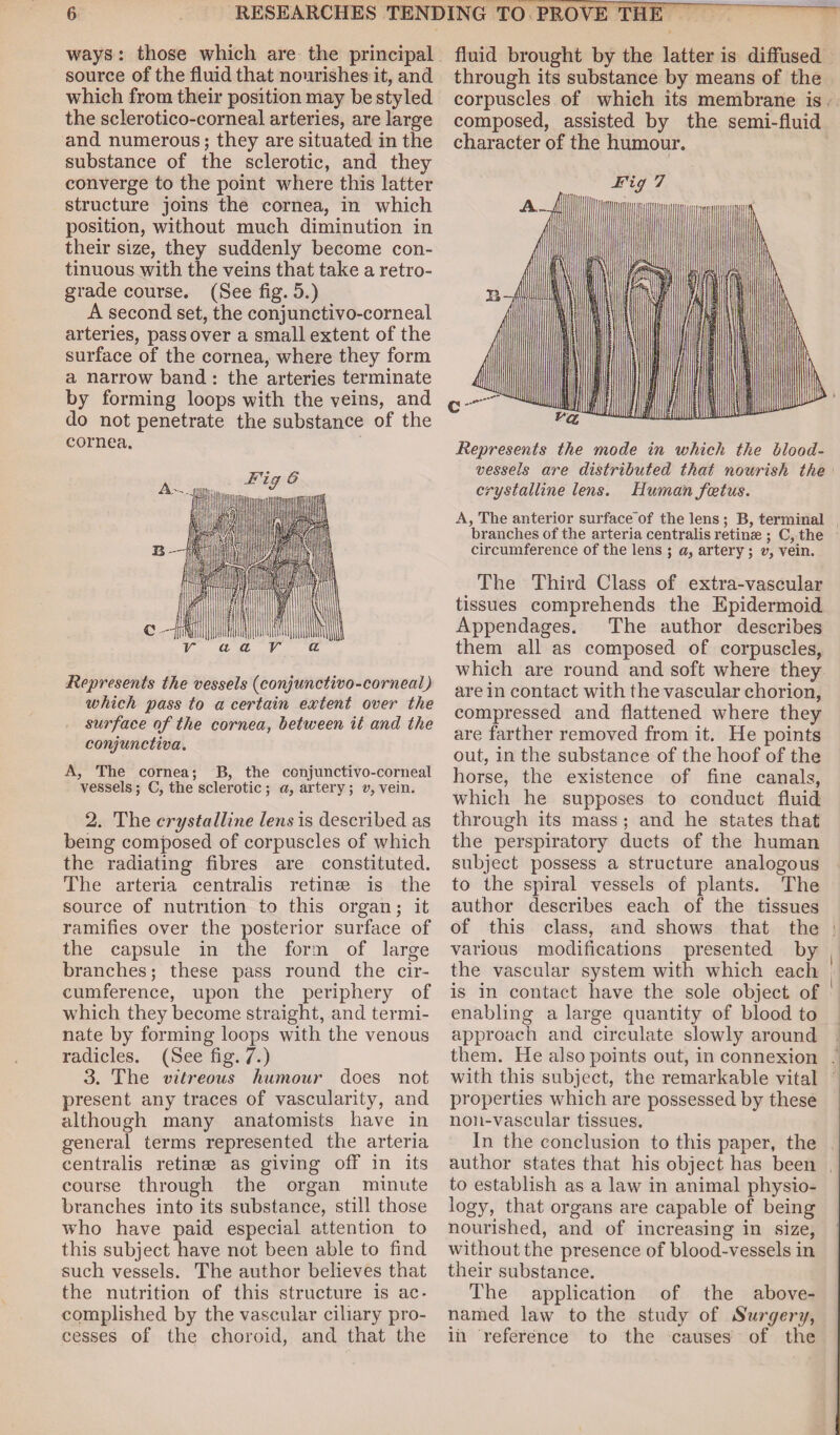 ways: those which are the principal source of the fluid that nourishes it, and which from their position may be styled the sclerotico-corneal arteries, are large and numerous; they are situated in the substance of the sclerotic, and they converge to the point where this latter structure joins the cornea, in which position, without much diminution in their size, they suddenly become con¬ tinuous with the veins that take a retro¬ grade course. (See fig. 5.) A second set, the conjunctivo-corneal arteries, pass over a small extent of the surface of the cornea, where they form a narrow band : the arteries terminate by forming loops with the veins, and do not penetrate the substance of the cornea. Represents the vessels {conjunctivo-corneal) which pass to a certain extent over the surface of the cornea, between it and the conjunctiva. A, The cornea; B, the conjunctivo-corneal vessels; C, the sclerotic ; a, artery; v, vein. 2. The crystalline lens is described as being composed of corpuscles of which the radiating fibres are constituted. The arteria centralis retinse is the source of nutrition to this organ; it ramifies over the posterior surface of the capsule in the form of large branches; these pass round the cir¬ cumference, upon the periphery of which they become straight, and termi¬ nate by forming loops with the venous radicles. (See fig. 7.) 3. The vitreous humour does not present any traces of vascularity, and although many anatomists have in general terms represented the arteria centralis retinae as giving off in its course through the organ minute branches into its substance, still those who have paid especial attention to this subject have not been able to find such vessels. The author believes that the nutrition of this structure is ac¬ complished by the vascular ciliary pro¬ cesses of the choroid, and that the fluid brought by the latter is diffused through its substance by means of the corpuscles of which its membrane is composed, assisted by the semi-fluid character of the humour. Represents the mode in which the blood¬ vessels are distributed that nourish the crystalline lens. Human foetus. A, The anterior surface'of the lens ; B, terminal branches of the arteria centralis retinae ; C, the circumference of the lens ; a, artery; v, vein. The Third Class of extra-vascular tissues comprehends the Epidermoid Appendages. The author describes them all as composed of corpuscles, which are round and soft where they are in contact with the vascular chorion, compressed and flattened where they are farther removed from it. He points out, in the substance of the hoof of the horse, the existence of fine canals, which he supposes to conduct fluid through its mass ; and he states that the perspiratory ducts of the human subject possess a structure analogous to the spiral vessels of plants. The author describes each of the tissues of this class, and shows that the various modifications presented by the vascular system with which each is in contact have the sole object of enabling a large quantity of blood to approach and circulate slowly around them. He also points out, in connexion with this subject, the remarkable vital properties which are possessed by these non-vascular tissues. In the conclusion to this paper, the author states that his object has been to establish as a law in animal physio¬ logy, that organs are capable of being nourished, and of increasing in size, without the presence of blood-vessels in their substance. The application of the above- named law to the study of Surgery, in reference to the causes of the