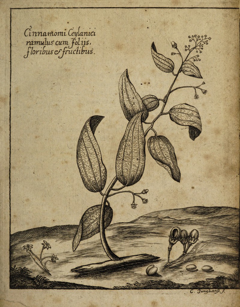Cinnamomi CeyiamCi ramulus'cum Joliis, Jloribusefjruclibui. M '
