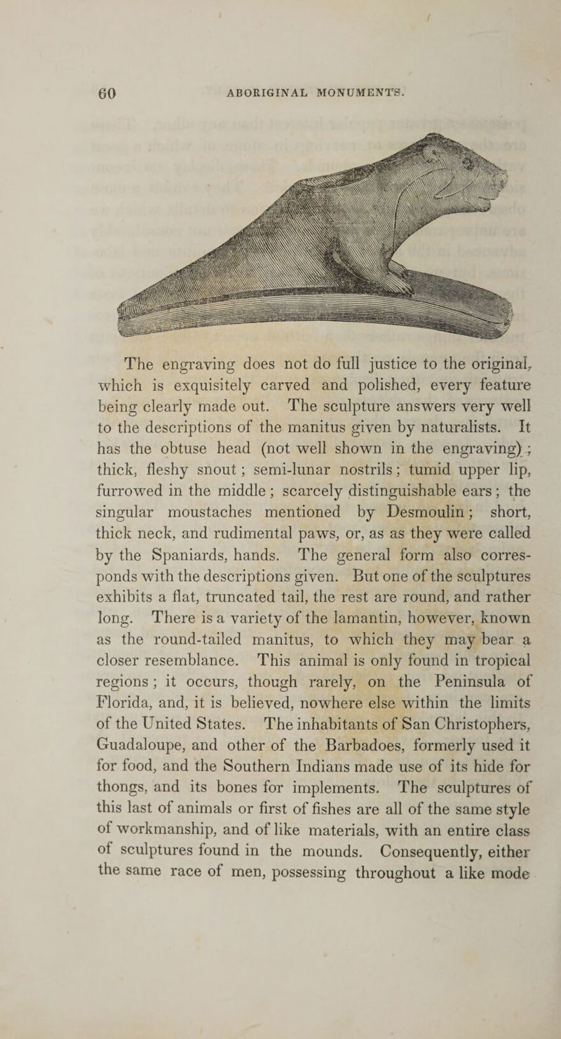 The engraving does not do full justice to the original, which is exquisitely carved and polished, every feature being clearly made out. The sculpture answers very well to the descriptions of the manitus given by naturalists. It has the obtuse head (not well shown in the engraving) ; thick, fleshy snout; semi-lunar nostrils; tumid upper lip, furrowed in the middle; scarcely distinguishable ears; the singular moustaches mentioned by Desmoulin; short, thick neck, and rudimental paws, or, as as they were called by the Spaniards, hands. The general form also corres¬ ponds with the descriptions given. But one of the sculptures exhibits a flat, truncated tail, the rest are round, and rather long. There is a variety of the lamantin, however, known as the round-tailed manitus, to which they may bear a closer resemblance. This animal is only found in tropical regions; it occurs, though rarely, on the Peninsula of Florida, and, it is believed, nowhere else within the limits of the United States. The inhabitants of San Christophers, Guadaloupe, and other of the Barbadoes, formerly used it for food, and the Southern Indians made use of its hide for thongs, and its bones for implements. The sculptures of this last of animals or first of fishes are all of the same style of workmanship, and of like materials, with an entire class of sculptures found in the mounds. Consequently, either the same race of men, possessing throughout a like mode