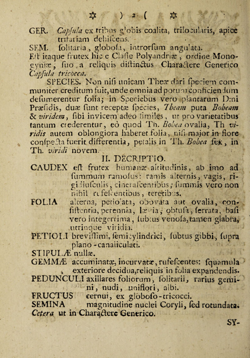 ❖ ) J- ( & GER. Capjula ex tribus g'obis coalita, trilocularis, apice trifariam dehiIcens/ * • , ' SEM. folitaria globo (i, introrfum angulata, Eil itaque frutex hic e Clafle Polyandria , ordine Mono- gyriifc ? fuo.a reliquis dillindus Chararierc Generico Capfula tricbcca. SPECIES. Non.nifi unicam Thece dari fpeciem com¬ muniter creditum fuit,unde omnia ad potum conficiendum defumerentur folia; in Speciebus vero plantarum D:ni Prafidis, dua? funt receptae fpecies, 7beant puta Bobeam & viridem, fibi invicem adeo (imiles, ut pro varietatibus tantum crederentur, eo quod Th. Bobea ovalia, Th vi¬ ridis autem oblongiora haberet folia, nili major in flore confpeda fuerit differentia, petalis in Th. Bobea fek , in Th. viridi novem, II. DECRIPTIO. CAUDEX eft frutex humanae altitudinis, ab imo ad fummum ramoius: ramis alternis, vagis, ri- gi diulculis, cineralcen.tibiis; fummis vero non nihil n feCentibus, teretibus. FOLIA alterna, pecio’ata, obovata aut ovalia, con¬ fidentia, perennia, Ite-iay obtufa, ferrata, bafi vero integerrima, Iub:us venof3,tanien glabra, Aitrinque viridia. PETIOLI breviflimi, lemicylindrici, fubtus gibbi, fupra plano - canaliculati. STIPULAE nullae.. ^ _ - 7 , GEMMAE accuminatx, incurvatse, rufefeentes: fquamula v exteriore decidua,reliquis in folia expandendis. PEDUNCULI axillares foliorum, folitarii, rarius gemi¬ ni, nudi, uniflori, albi. FRUCTUS cernui, ex giobofo-tricocci. SEMINA magnitudine nuclei Coryli, led rotundata. Cetera ut in Charaderc Generico. SY-