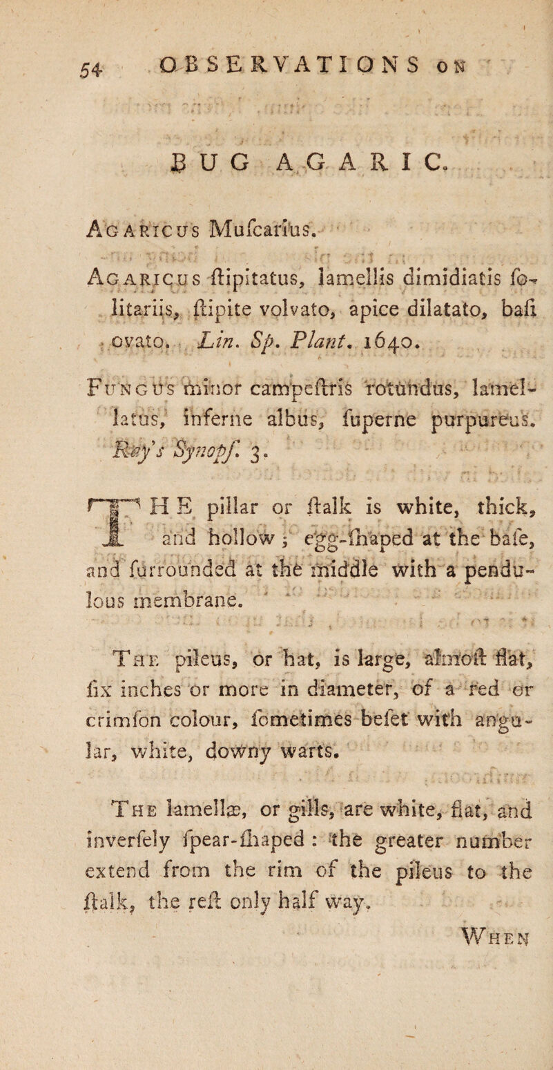 BUG A G ARIC. Agaric us Militaries. Agaric us flipitatus, lame!! is dimidiatis Ick litariis, fdpite volvaio, apice dilatato, ball ovato. Lin. Sp. Plant. 1640. Fungus minor campeftris rotundas, lame!- latdsV inferne albus, fuperne purpureas. Kays Synopf 3. rTp H E pillar or ftalk is white, thick, A and hollow f egg-lhaped at the bale, and furrounded at the liiiddle with a pendu¬ lous membrane. The pileus, or hat, is large, aimed flat, fix inches or more in diameter, of a red or crimfon colour, fometimes befet with angu¬ lar, white, downy warts. The lamellas, or gills, are white, fiat, and inverfely fpear-fiiaped : the greater number extend from the rim of the pileus to the ftalk, the red only half way. W HEN
