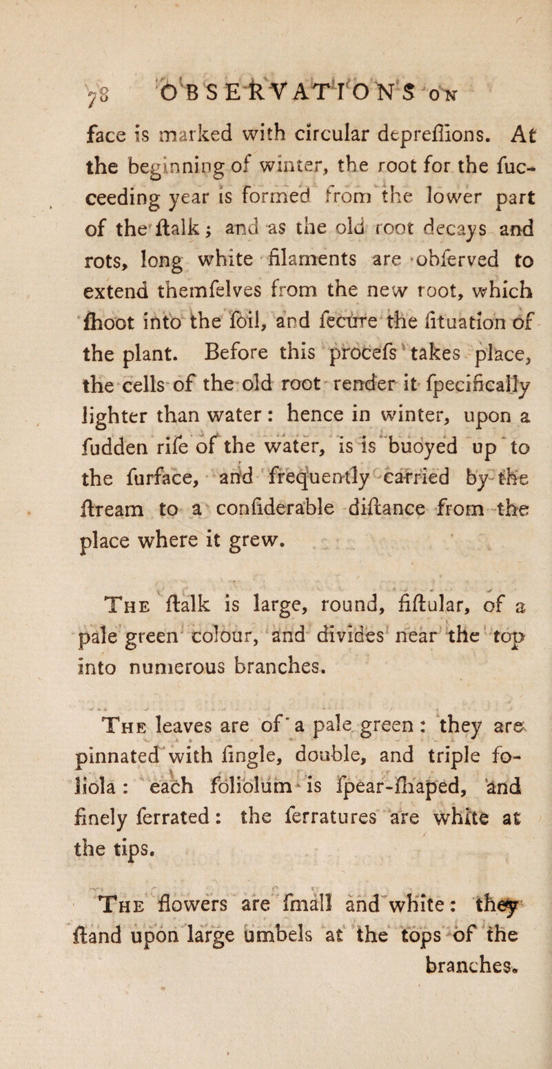 7g OBS EkVATTON S ok face is marked with circular deprefiions. At the beginning of winter, the root for the fuc- ceeding year is formed from the lower part of the ftalk and as the old root decays and rots, long white filaments are obferved to extend themfelves from the new root, which fhoot into the foil, and fecure the fituation of the plant. Before this procefs takes place, the cells of the old root render it fpecifically lighter than water: hence in winter, upon a fudden rife of the water, is is buoyed up to the furface, arid frequently carried by the ftrearn to a confiderable diftance from the place where it grew. The flalk is large, round, fiftular, of a pale green colour, and divides near the top into numerous branches. The leaves are of “a pale green : they are pinnated with Tingle, double, and triple fo- ' ' % I T' ■ * ■f” *1 Jiola: each foliolum is fpear-fhaped, and finely ferrated: the ferratures are white at / the tips. The flowers are fmall and white: they ftand upon large umbels at the tops of the branches*