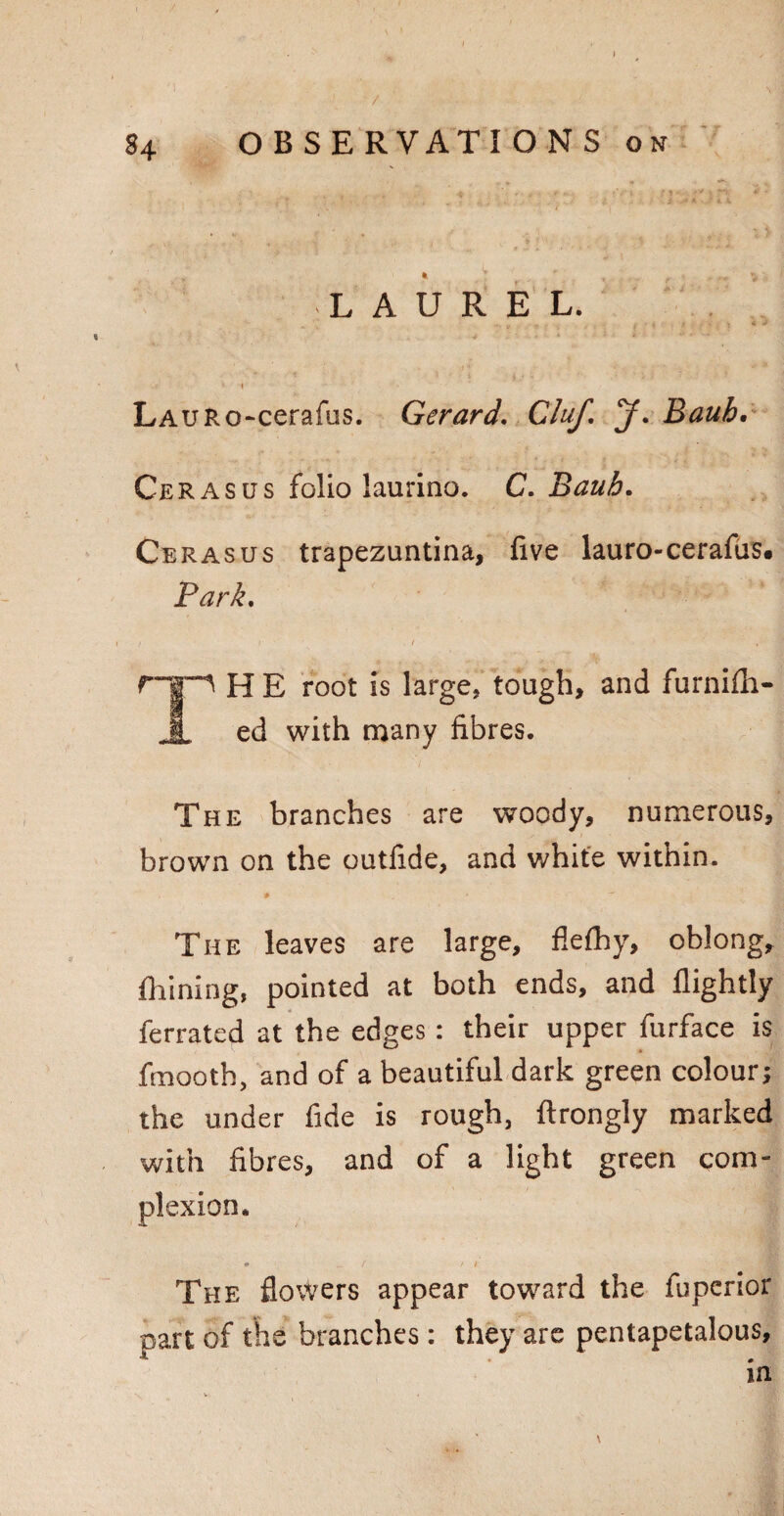 LAUREL. 1 1 LAURo-cerafus. Gerard. Cluf. J. Baub. Cerasus folio laurino. C. Baub. Cerasus trapezuntina, live lauro-cerafds. Park. H E root is large, tough, and furnifli ed with many fibres. The branches are woody, numerous, brown on the outfide, and white within. The leaves are large, fiefhy, oblong, fhining, pointed at both ends, and llightly ferrated at the edges : their upper furface is fmooth, and of a beautiful dark green colour; the under fide is rough, ftrongly marked with fibres, and of a light green com¬ plexion. «* ( > i The flowers appear toward the fupcrior oart of the branches : they are pentapetalous, • 111