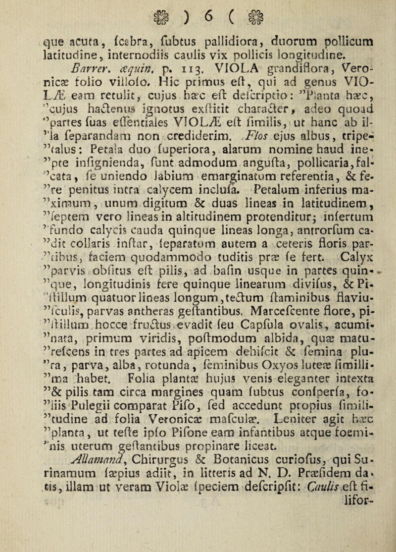 W ) ° \ «as» que acuta, fcsbra, fubtus pallidiora, duorum pollicum latitudine, internodiis caulis vix pollicis longitudine. Barrer. aquiti, p. 113. VIOLA grandiflora, Vero- nicse folio viilolo. Hic primus eft, qui ad genus VIQ- LJE eam retulit, cujus hac efl defcriptio: ^Planta h#c, 5'cujus ha denus ignotus exflitit character, adeo quoad °parte$ fuas elTenciaies VIOLyE efl iimilis, ut hanc ab il- ”ia feparandam non crediderim. .Flos ejus albus, tripe- ”(alus: Petala duo fuperiora, alarum nomine haud ine¬ mpte infignienda, funt admodum angufla, pollicaria, fal- ”cata, fe uniendo labium emarginatum referenda, & fe- 'Ve penitus intra calycem incluta. Petalum inferius ma- ^ximum, unum digitum 6e duas lineas in latitudinem , ^feptem vero lineas in altitudinem protenditur; infertum r'fundo calycis cauda quinque lineas longa, antrorfum ca¬ edit collaris inftar, leparatum autem a ceteris floris par¬ tibus, faciem quodammodo tuditis prrs fe fert. Calyx ^parvis oblitus efl pilis, ad bafln usque in partes quin- ”que, longitudinis fere quinque linearum divifus, &Pi- iliilum quatuorlineas longum,tedum flaminibus flaviu- 5’fculis, parvas antheras geflantibus, Marcefcente flore, pi- ^ilillum hocce frudus evadit feu Capfula ovalis, acumi- ”nata, primum viridis, poflmodum albida, qua? macu- ^refcens in tres partes ad apicem dehifqit & femina plu- ”ra, parva, alba, rotunda, feminibus Oxyos lutere fimilli- ”ma habet. Folia planta? hujus venis eleganter intexta pilis tam circa margines quam fubtus confperfa, fo¬ liis Pulegii comparat Pifo, fed accedunt propius fimili- ”tudine ad folia Vetonica? mafcui^. Leniter agit hax ”planta, ut tefle ipfo Pifone eam infantibus atque foemi- 3,nis uterum geflantibus propinare liceat. AUamand.) Chirurgus & Botanicus curiofus, quiSu- rinamum faepius adiit, in litteris ad N. D. Praefidemda* tis, illam ut veram Violas fpeciem defcripfit: Caulis.eft fi- lifbr-