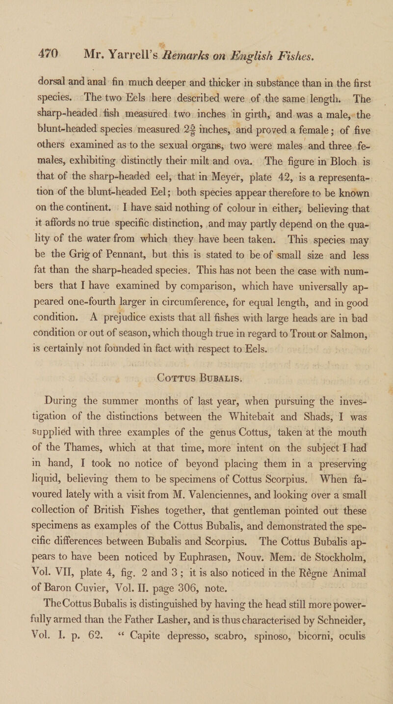 dorsal and anal fin much deeper and thicker in substance than in the first species. The two Eels here described were of the same length. The sharp-headed fish measured two inches in girth, and was a male, the blunt-headed species measured 2-g inches, and proved a female; of five others examined as to the sexual organs, two were males and three fe¬ males, exhibiting distinctly their milt and ova. The figure in Bloch is that of the sharp-headed eel, that in Meyer, plate 42, is a representa¬ tion of the blunt-headed Eel; both species appear therefore to be known on the continent. I have said nothing of colour in either, believing that it affords no true specific distinction, and may partly depend on the qua¬ lity of the water from which they have been taken. This species may be the Grig of Pennant, but this is stated to be of small size and less fat than the sharp-headed species. This has not been the case with num¬ bers that I have examined by comparison, which have universally ap¬ peared one-fourth larger in circumference, for equal length, and in good condition. A prejudice exists that all fishes with large heads are in bad condition or out of season, which though true in regard to Trout or Salmon, is certainly not founded in fact with respect to Eels. 4 • * i- ■ ■ * •• . v i i . ' ' ‘ .■ • . * Cottus Bubalis. During the summer months of last year, when pursuing the inves¬ tigation of the distinctions between the Whitebait and Shads, I was supplied with three examples of the genus Cottus, taken at the mouth of the Thames, which at that time, more intent on the subject I had in hand, I took no notice of beyond placing them in a preserving liquid, believing them to be specimens of Cottus Scorpius. When fa¬ voured lately with a visit from M. Valenciennes, and looking over a small collection of British Fishes together, that gentleman pointed out these specimens as examples of the Cottus Bubalis, and demonstrated the spe¬ cific differences between Bubalis and Scorpius. The Cottus Bubalis ap¬ pears to have been noticed by Euphrasen, Nouv. Mem. de Stockholm, Vol. VII, plate 4, fig. 2 and 3 ; it is also noticed in the Regne Animal of Baron Cuvier, Vol. II. page 306, note. The Cottus Bubalis is distinguished by having the head still more power¬ fully armed than the Father Lasher, and is thus characterised by Schneider, Vol. I. p. 62. “ Capite depresso, scabro, spinoso, bicorni, oculis