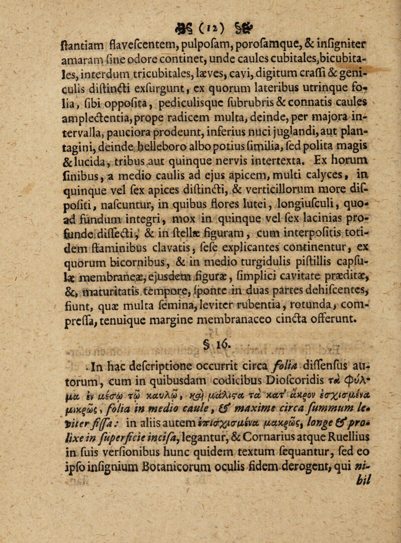 <K 0*) ftantiam flavefcentem, pulpofam, porofamque, & infigniter amaram (ine odore continet, unde caules cubitales,bicubita¬ les, interdum tricubitales, laeves, cavi, digitum craffi & geni¬ culis diftindi exfurgunt, ex quorum lateribus utrinque fo? lia, fibi oppofita, pediculisquc fubrubris & connatis caulas ampledentia, prope radicem multa, deinde, per majora/in¬ tervalla* pauciora prodeunt, inferius nuci juglandi, aut plan¬ tagini, deinde helleboro albo potius fitnilia, fed polita magis & lucida, tribus aut quinque nervis intertexta. Ex horum finibus, a medio caulis ad ejus apicem,multi calyces, ia quinque vel fex apices diPtindi, & verticillorum more dif- pofiti, nafcuntur, in quibus flores lutei, longiufculi, quo¬ ad fundum integri, mox in quinque vel fex lacinias pro- fcndc;di{fedi%? & iri ftellse figuram, cum iiiterpofitis toti¬ dem flaminibus clavatis, fefe explicantes continentur, ex quorum tricornibus, & in medio turgidulis piftillis capfu- ke rnembrarie^ejusdem-figura, flmplici cavitate praeditae, maturitatis tempore, Ipotite in duas partes dehifcentes, fiunt, quae multa femina, leviter rubentia , rotunda , com- preflfa, tenuique margine membranaceo cinda offerunt. § l6» ■ | In hac deferiptione occurrit circa folia diffenfus ali¬ torum , cum in quibusdam codicibus Diofcoridis t* <puA- sv m<?cp rS) hrxurpAw ,folia in medio caule, (f maxime circa fummum le* Wer fiffa: in aliis autem hncrxitriiivcL longe & pro* lixe in fuperficie $ncifa7 legantur, & Cornarius atque Ruellius in fuis verfionibus hunc quidem textum fequantur, fed eo ipfo infignium Botanicorum oculis fidem derogent, qui ni¬ hil