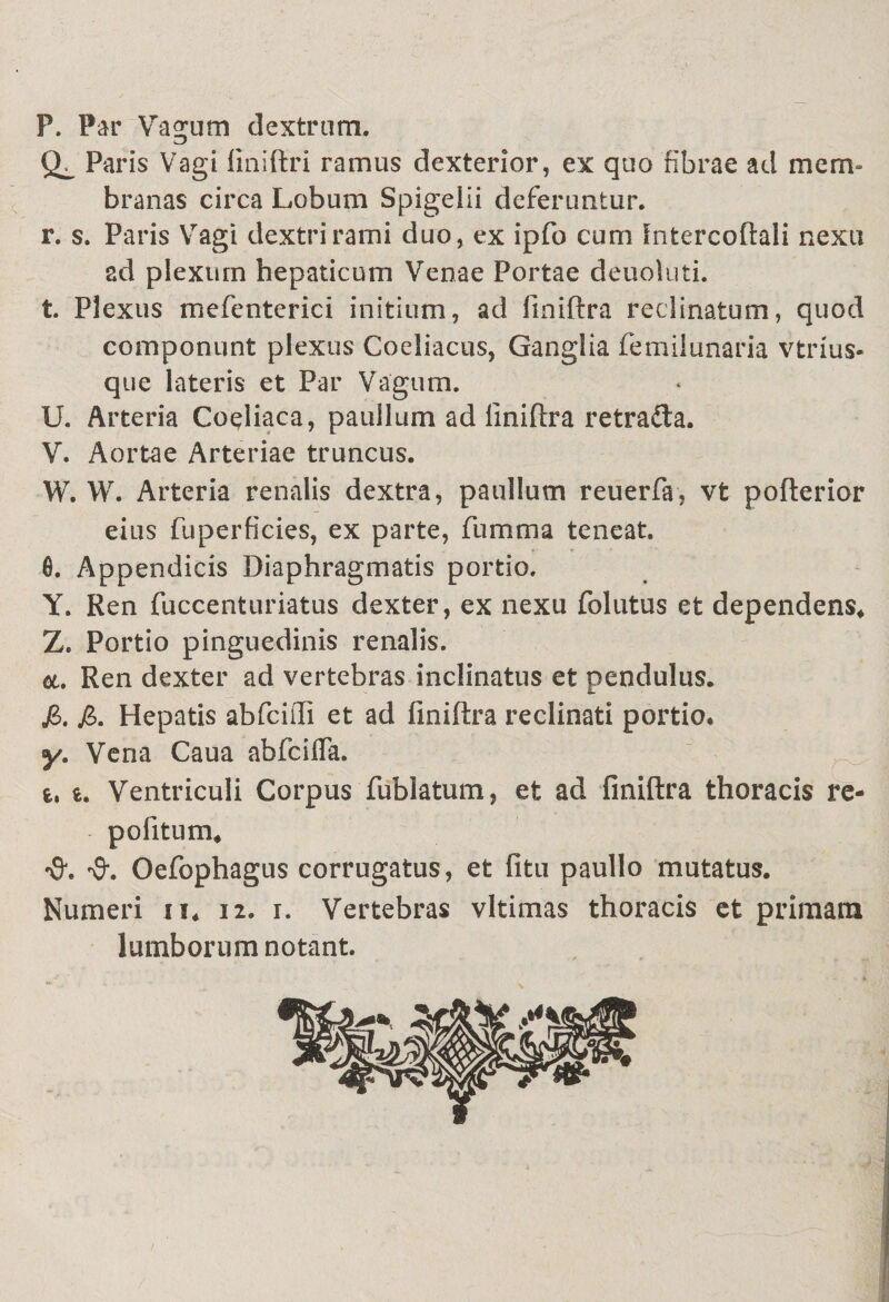 P. Par Vagum dextram. Paris Vagi finiftri ramus dexterior, ex quo fibrae ad mem¬ branas circa Lobum Spigeiii deferuntur, r. s. Paris Vagi dextri rami duo, ex ipfo cum Intercoftali nexu ad plexum hepaticum Venae Portae deuoluti. t. Plexus mefenterici initium, ad finiftra reclinatum, quod componunt plexus Coeliacus, Ganglia femilunaria vtrius- que lateris et Par Vagum. U. Arteria Coeliaca, paullum ad liniftra retrafta. V. Aortae Arteriae truncus. W. W. Arteria renalis dextra, paullum reuerfa, vt pofterior eius fu perficies, ex parte, fumma teneat. 0. Appendicis Diaphragmatis portio. Y. Ren fuccenturiatus dexter, ex nexu folutus et dependens* Z. Portio pinguedinis renalis. et. Ren dexter ad vertebras inclinatus et pendulus. jB. jB. Hepatis abfciiTi et ad finiftra reclinati portio» y. Vena Caua abfciffa. — i, i. Ventriculi Corpus fublatum, et ad finiftra thoracis re¬ po fitum* •fl*. '3*. Oefophagus corrugatus, et fitu paullo mutatus. Numeri u* 12. 1. Vertebras vltimas thoracis et primam lumborum notant.