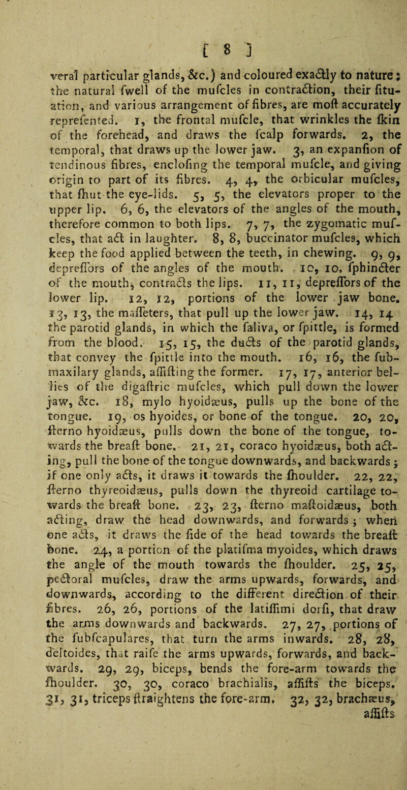 veral particular glands, &c.) and coloured exactly to nature: the natural fwell of the mufcles in contraction, their fitu- ation, and various arrangement of fibres, are moft accurately represented, r, the frontal mufcle, that wrinkles the fkin of the forehead, and draws the fcalp forwards. 2, the temporal, that draws up the lower jaw. 3, an expanfion of tendinous fibres, enclofing the temporal mufcle, and giving origin to part of its fibres. 4, 4, the orbicular mufcles, that fhut the eye-lids. 5, 5, the elevators proper to the upper lip. 6, 6, the elevators of the angles of the mouth, therefore common to both lips. 7, 7, the zygomatic muf¬ cles, that adf in laughter. 8, 8, buccinator mufcles, which keep the food applied between the teeth, in chewing. 9, 9, deprefihrs of the angles of the mouth', ic, 10, fphindter of the mouth, contradls the lips. 11, 11, depreffors of the lower lip. 12, 12, portions of the lower jaw bone. 13, 13, the mafTeters, that pull up the lower jaw. 14, 14 the parotid glands, in which the faliva, or fpittle, is formed from the blood. 15, 15, the dudfs of the parotid glands, that convey the fpittle into the mouth. 16, 16, the fub- maxilary glands, affifting the former. 17, 17, anterior bel¬ lies of the digaftric mufcles, which pull down the lower jaw, Szc. 18, mylo hyoidseus, pulls up the bone of the tongue. 19, os hyoides, or bone of the tongue. 20, 20, fterno hyoidteus, pulls down the bone of the tongue, to¬ wards the breaft bone. 21, 21, coraco hyoidaeus, both add¬ ing, pull the bone of the tongue downwards, and backwards; if one only adfs, it draws it towards the fhoulder. 22, 22, fterno thyreoidseus, pulls down the thyreoid cartilage to¬ wards the bread: bone. 23, 23, fterno maftoidaeus, both adiing, draw the head downwards, and forwards ; when one adds, it draws the fide of the head towards the breaft bone. 24, a portion of the platifma myoides, which draws the angle of the mouth towards the fhoulder. 25, 25, pedforal mufcles, draw the arms upwards, forwards, and downwards, according to the different direction of their fibres. 26, 26, portions of the latiflimi doifi, that draw the arms downwards and backwards. 27, 27, portions of the fubfcapulares, that turn the arms inwards. 28, 28, deltoides, that raife the arms upwards, forwards, and back¬ wards. 29, 29, biceps, bends the fore-arm towards the fhoulder. 30, 30, coraco brachialis, afiifts the biceps. 31, 31, triceps firaightens the fore-arm, 32, 32, brachaeus, afiifts