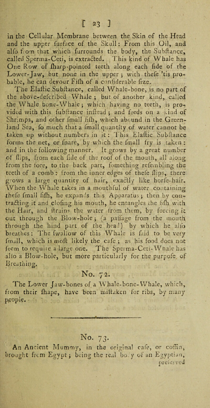 in the Cellular Membrane between the Skin of the Head and the upper furface of the Skull: From this Oil, and alfo f:om that which furrounds the body, the Subftance, called Sperma-Ceti, is extracted. This kind of Whale has One Row of iharp-pointed teeth along each fide of the Lower-Jaw, but none in the upper ; with thefe ’tis pro¬ bable, he can devour Fifh of a confiderable fize. The Elaflic Subilance, called Whale-bone, is no part of the above-defcribed Whale ; but of another kind, called the Whale bone-Whaie; which having no teeth, is pro¬ vided with this fubftance inftead ; and feeds on a kind of Shrimps, and other fmall fifh, which abound in the Green¬ land Sea, fo much that a fmall quantity of water cannot be taken up without numbers in it: This Elaflic Subflance forms the net, or fnare, by which the fmall fry is taken: and in the following manner. It grows by a great number of flips, from each fide of the roof of the mouth, all along from the iore, to the back part, fomething refembling the teeth of a comb : from the inner edges of thefe flips, there grows a large quantity of hair, exactly like horfe-hair. When the Whale takes in a mouthful of water containing thefe fmall fifh, he expands this Apparatus; then by con¬ tracting it and clofing his mouth, he entangles the fifh with the Hair, and (trains the water from them, by forcing it out through the Blow-hole; fa paffage from the mouth through the hind part of the head) by which he alfo breathes : The fwaliow of this Whale is faid to be very fmall, which is molt likely the cafe ; as his food does not feem to require a large one. The Spei ma-Ceti-Wnaie has alio a Blow-hole, but more particularly for the purpofe of Breathing, Si- No. 72. The Lower Jaw-bones of a Whale-bone-Whale, which, from their fhape, have been mifiaken for ribs, by many people. No. 73. An Ancient Mummy, in the original cafe, or coffin* brought from Egvnt; being the real bo. v of an Egyptian, prelcj ved
