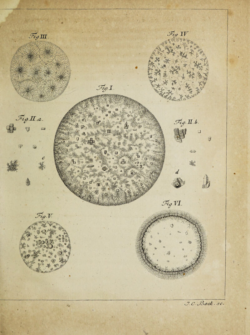 ' . IV Sfy.Vl. JTzf.I. H & - C3 . sc. <_7. C ■