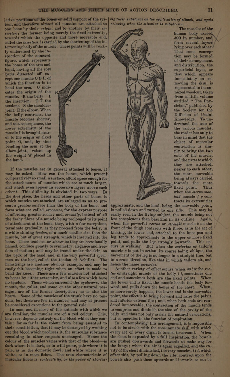 lative positions of the bones or solid support of the sys- tem, and therefore almost all muscles are attached to one bone by their origin, and to another by their in- sertion; the former being merely the fixed extremity, towards which the opposite and more moveable erd, called the izsertion, is carried by the shortening of the in- tervening belly of the muscle. These points will be readi- ly understood by the in- spection of the annexed figure, which represents the bones of the arm and hand, having all the soft -~parts dissected off ex- cept one muscle 0 B I, of which the function is to bend the arm. O indi- cates the origin of the muscle. B the belly. I the insertion. TT the tendons. S the shoulder- joint. Ethe elbow. When the belly contracts, the muscle becomes shorter, and as a consequence, the lower extremity of the muscle I is brought near- er to the origin or fixed point O, and, by thus bending the arm at the elbow-joint, raises up the weight W placed in the hand. If the muscles are in general attached to bones, it may be asked,—How can the bones, which present comparatively so small a surface, afford space enough for the attachments of muscles which are so much larger, and which even appear in successive layers above each ) other? This difficulty is obviated in two ways. In |_the first place, the heads and other parts of bones to [ which muscles are attached, are enlarged so as to pre- ’ sent a greater surface than the body of the bone, and form what are called processes, for the express purpose of affording greater room ; and, secondly, instead of all the fleshy fibres of a muscle being prolonged to its point of attachment at the bone, they, with afew exceptions, terminate gradually, as they proceed from the belly, in a@ white shining tendon, of a much smaller size than the muscle, but of great strength, which is inserted into the bone. These tendons, or sinews, as they are occasionally named, conduce greatly to symmetry, elegance and free- dom of motion; and may be traced under the skin on the back of the hand, and in the very powerful speci- men at the heel, called the tendon of Achilles. The hamstrings are another obvious example, and may be easily felt becoming tight when an effort is made to to bones by either extremity, and also afew which have no tendons. Those which surround the eyebrows, the mouth, the gullet, and some oi the other natural pas- sages, are of the former description; as is also the heart. Some of the muscles of the trunk have no ten- dons, but these are few in number, and may at present be considered exceptions to the general rule. In man, and in most of the animals with which we d are familiar, the muscles are of a red colour. This, _ however, depends entirely on the blood which they con- tain; for so far is the colour from being essential to their constitution, that it may be destroyed by washing out the blood which produces it, the muscular substance remaining in other respects unchanged. Hence the colour of the muscles varies with that of the blood—is _ dark where it is dark, as in wild game, pale where it is pale, as in the domestic fowl, and white where it is white, as in most fishes. The true characteristic of _ muscular fibres is contractility, or the power of shorten ¥ ‘Oly ing their substance on the application of stimuli, and again relaxing when the stimulus is withdrawn. aN The muscles of the Lis human body excee form several layers / lying over each other.! - That some concep- tion may be formed of their arrangement and distribution, the superficial layer, or that which appears immediately on re- moving the skin, is represented in the an- nexed woodcut, taken from a little volume entitled ‘‘ The Phy- sician,” published by the Society for the Diffusion of Useful Knowledge. To un- derstand the uses of the various muscles, the reader has only to bear in mind that the object of muscular contraction is sim- ply to bring the two ends of the muscle, and the partstowhich they are attached, nearer to each other, the more moveable being always carried . towards the more gg _ -“ 4 fixed point. Thus aa when the sterno-mas- toid muscle f g con- tracts, its extremities approximate, and the head, being the moveable point, is pulled down and turned to one side. This may be easily seen in the living subject, the muscle being not. less conspicuous than beautiful in its outline. Again, when the powerful rectus or straight muscle 6 on the front of the thigh contracts with force, as in the act of ' kicking, its lower end, attached to the knee-pan and leg, tends to approximate to the upper or more fixed point, and pulls the leg strongly forwards. This oc- curs in walking. But when the sartorius or tailor’s muscle ¢ is put in action, its course being oblique, the movement of the leg is no longer in a straight line, but in a cross direction, like that in which tailors sit, and hence the name sartorius. ; Another variety of effect occurs, when, as in'the ree- end and sometimes both are the fixed points. When the lower end is fixed, the muscle bends the body for- ward, and pulls down the bones of the chest. When, as more rarely happens, the lower end is the moveable point, the effect is to bring forward and raise the pelvis and inferior extremities ; and, when both ends are ren- dered immoveable, the contraction of the muscle tends to compress and diminish the size of the cavity of the belly, and thus not only assists the natural evacuations, but co-operates in the function of respiration. In contemplating this arrangement, it is impossible . not to be struck with the consummate skill with which every act of every organ is turned to‘account. When the chest is expanded by a full inspiration, the bowels are pushed downwards and forwards to make way for . the lungs; when the air is again expelled, and the ca- vity of the chest diminished, the very muscles, ii i, which . effect this, by pulling down the ribs, contract upon the bowels also push them upwards and inwards, as can be of