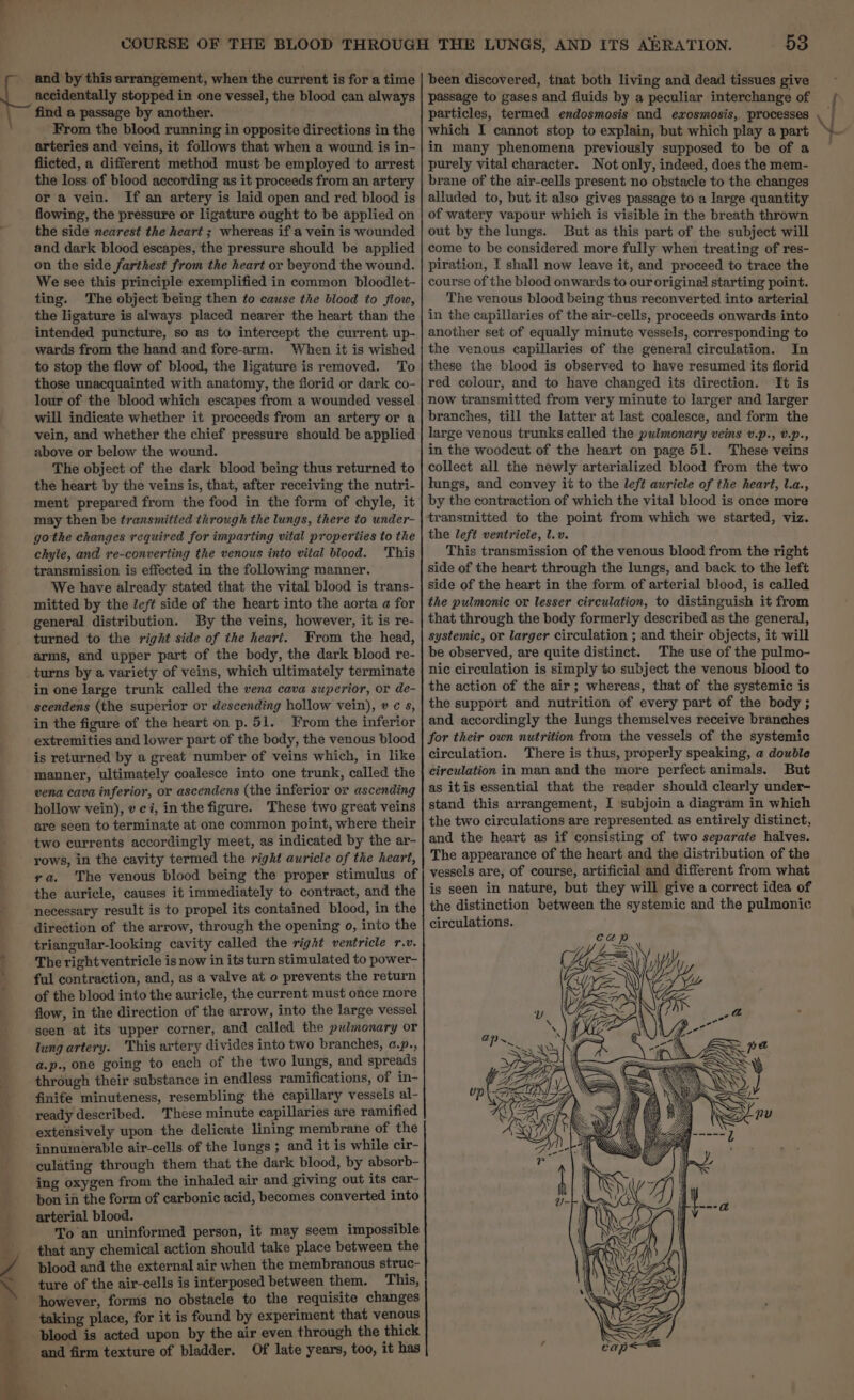 and by this arrangement, when the current is for a time accidentally stopped in one vessel, the blood can always find a passage by another. From the blood running in opposite directions in the arteries and veins, it follows that when a wound is in- flicted, a different method must be employed to arrest the loss of blood according as it proceeds from an artery or a vein. If an artery is laid open and red blood is flowing, the pressure or ligature ought to be applied on the side nearest the heart ; whereas if a vein is wounded and dark blood escapes, the pressure should be applied on the side farthest from the heart or beyond the wound. We see this principle exemplified in common bloodlet- ting. The object being then fo cause the blood to flow, the ligature is always placed nearer the heart than the intended puncture, so as to intercept the current up- wards from the hand and fore-arm. When it is wished to stop the flow of blood, the ligature is removed. To those unacquainted with anatomy, the florid or dark co- lour of the blood which escapes from a wounded vessel will indicate whether it proceeds from an artery or a vein, and whether the chief pressure should be applied above or below the wound. The object of the dark blood being thus returned to the heart by the veins is, that, after receiving the nutri- ment prepared from the food in the form of chyle, it may then be transmitted through the lungs, there to under- gothe changes required for imparting vital properties to the chyle, and ve-converting the venous into vital blood. ‘This transmission is effected in the following manner. We have already stated that the vital blood is trans- mitted by the left side of the heart into the aorta a for general distribution. By the veins, however, it is re- turned to the right side of the heart. From the head, arms, and upper part of the body, the dark blood re- turns by a variety of veins, which ultimately terminate in one large trunk called the vena cava superior, or de- scendens (the superior or descending hollow vein), v ¢ s, in the figure of the heart on p. 51. From the inferior extremities and lower part of the body, the venous blood is returned by a great number of veins which, in like manner, ultimately coalesce into one trunk, called the vena cava inferior, or ascendens (the inferior or ascending hollow vein), v ci, in the figure. These two great veins are seen to terminate at one common point, where their two currents accordingly meet, as indicated by the ar- rows, in the cavity termed the right auricle of the heart, va. The venous blood being the proper stimulus of the auricle, causes it immediately to contract, and the necessary result is to propel its contained blood, in the direction of the arrow, through the opening 0, into the triangular-looking cavity called the right ventricle r.v. The right ventricle is now in itsturn stimulated to power- ful contraction, and, as a valve at o prevents the return of the blood into the auricle, the current must once more flow, in the direction of the arrow, into the large vessel seen at its upper corner, and called the pulmonary or lung artery. This artery divides into two branches, a.p., a.p., one going to each of the two lungs, and spreads through their substance in endless ramifications, of in- finife minuteness, resembling the capillary vessels al- ready described. These minute capillaries are ramified extensively upon the delicate lining membrane of the innumerable air-cells of the lungs ; and it is while cir- culating through them that the dark blood, by absorb- ing oxygen from the inhaled air and giving out its car- bon in the form of carbonic acid, becomes converted into arterial blood. To an uninformed person, it may seem impossible that any chemical action should take place between the blood and the external air when the membranous struc- ture of the air-cells is interposed between them. This, however, forms no obstacle to the requisite changes taking place, for it is found by experiment that venous blood is acted upon by the air even through the thick and firm texture of bladder. Of late years, too, it has 53 been discovered, that both living and dead tissues give passage to gases and fluids by a peculiar interchange of particles, termed endosmosis and exosmosis, processes which I cannot stop to explain, but which play a part in many phenomena previously supposed to be of a purely vital character. Not only, indeed, does the mem- brane of the air-cells present no obstacle to the changes alluded to, but it also gives passage to a large quantity of watery vapour which is visible in the breath thrown out by the lungs. But as this part of the subject will come to be considered more fully when treating of res- piration, I shall now leave it, and proceed to trace the course of the blood onwards to our original starting point. The venous blood being thus reconverted into arterial in the capillaries of the air-cells, proceeds onwards into another set of equally minute vessels, corresponding to the venous capillaries of the general circulation. In these the blood is observed to have resumed its florid red colour, and to have changed its direction. It is now transmitted from very minute to larger and larger branches, till the latter at last coalesce, and form the large venous trunks called the pulmonary veins v.p., 0.p., in the woodcut of the heart on page 51. These veins collect all the newly arterialized blood from the two tungs, and convey it to the left auricle of the heart, l.a., by the contraction of which the vital blood is once more transmitted to the point from which we started, viz. the left ventricle, l.v. This transmission of the venous blood from the right side of the heart through the lungs, and back to the left side of the heart in the form of arterial blood, is called the pulmonic or lesser circulation, to distinguish it from that through the body formerly described as the general, systemic, or larger circulation ; and their objects, it will be observed, are quite distinct. The use of the pulmo- nic circulation is simply to subject the venous blood to the action of the air; whereas, that of the systemic is the support and nutrition of every part of the body ; and accordingly the lungs themselves receive branches for their own nutrition from the vessels of the systemic circulation. There is thus, properly speaking, a double circulation in man and the more perfect animals. But as itis essential that the reader should clearly under- stand this arrangement, I subjoin a diagram in which the two circulations are represented as entirely distinct, and the heart as if consisting of two separate halves. The appearance of the heart and the distribution of the vessels are, of course, artificial and different from what is seen in nature, but they will give a correct idea of the distinction between the systemic and the pulmonic circulations. ? “a s*