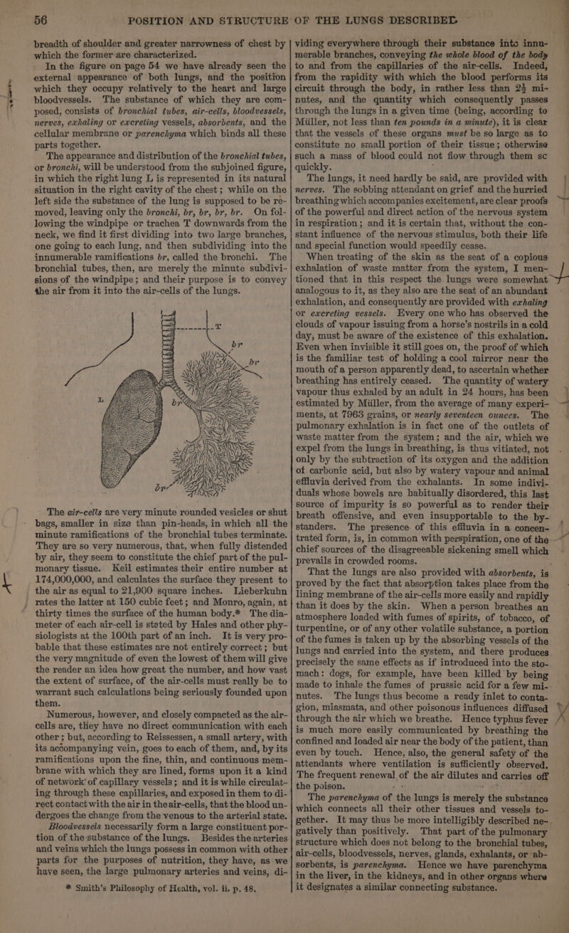 Np 56 breadth of shoulder and greater narrowness of chest by which the former are characterized. In the figure on page 54 we have already seen the external appearance of both lungs, and the position which they occupy relatively to the heart and large bloodvessels. The substance of which they are com- posed, consists of bronchial tubes, air-ceils, bloodvessels, nerves, exhaling or excreting vessels, absorbents, and the cellular membrane or parenchyma which binds all these parts together. The appearance and distribution of the bronchial tubes, or bronchi, will be understood from the subjoined figure, in which the right lung L is represented in its natural situation in the right cavity of the chest; while on the left side the substance of the lung is supposed to be re- moved, leaving only the bronchi, br, br, br, br. On fol- lowing the windpipe or trachea T downwards from the neck, we find it first dividing into two large branches, one going to each lung, and then subdividing into the innumerable ramifications 67, called the bronchi. The bronchial tubes, then, are merely the minute subdivi- sions of the windpipe; and their purpose is to convey the air from it into the air-cells of the lungs. The air-cells are very minute rounded vesicles or shut bags, smaller in size than pin-heads, in which all the minute ramifications of the bronchial tubes terminate. They are so very numerous, that, when fully distended by air, they seem to constitute the chief part of the pul- monary tissue. Keil estimates their entire number at 174,000,000, and calculates the surface they present to the air as equal to 21,900 square inches. Lieberkuhn rates the latter at 150 cubic feet; and Monro, again, at thirty times the surface of the human body.* The dia- meter of each air-cell is stated by Hales and other phy- siologists at the 100th part of an inch. It is very pro- bable that these estimates are not entirely correct; but the very magnitude of even the lowest of them will give the reader an idea how great the number, and how vast the extent of surface, of the air-cells must really be to warrant such calculations being seriously founded upon them. Numerous, however, and closely compacted as the air- cells are, they have no direct communication with each other ; but, according to Reissessen, a small artery, with its accompanying vein, goes to each of them, and, by its ramifications upon the fine, thin, and continuous mem- brane with which they are lined, forms upon it a kind of network’ of capillary vessels; and it is while circulat- ing through these capillaries, and exposed in them to di- rect contact with the air in theair-cells, that the blood un- dergoes the change from the venous to the arterial state. Bloodvesseis necessarily form a large constituent por- tion of the substance of the lungs. Besides the arteries and veins which the lungs possess in common with other parts for the purposes of nutrition, they have, as we have seen, the large pulmonary arteries and veins, di- * Smith’s Philosophy of Health, vol. ii. p, 48, OF THE LUNGS DESCRIBED merable branches, conveying the whole blood of the body to and from the capillaries of the air-cells. Indeed, from the rapidity with which the blood performs its circuit through the body, in rather less than 24 mi- nutes, and the quantity which consequently passes through the lungs in a given time (being, according to Miiller, not less than ten pounds in a minute), it is clear that the vessels of these organs must be so large as to constitute no small portion of their tissue; otherwise such a mass of blood could not flow through them sc quickly. f The lungs, it need hardly be said, are provided with nerves. The sobbing attendant on grief and the hurried breathing which accompanies excitement, are clear proofs of the powerful and direct action of the nervous system in respiration ; and it is certain that, without the con- stant influence of the nervous stimulus, both their life and special function would speedily cease. When treating of the skin as the seat of a copious exhalation of waste matter from the system, I men- tioned that in this respect the lungs were somewhat analogous to it, as they also are the seat of an abundant exhalation, and consequently are provided with exhaling or excreting vessels. very one who has observed the clouds of vapour issuing from a horse’s nostrils in a cold day, must be aware of the existence of this exhalation. Even when invisible it still goes on, the proof of which is the familiar test of holding a cool mirror near the mouth of a person apparently dead, to ascertain whether breathing has entirely ceased. The quantity of watery vapour thus exhaled by an adult in 24 hours, has been estimated by Miiller, from the average of many experi- ments, at 7963 grains, or nearly seventeen ounces. 'The pulmonary exhalation is in fact one of the outlets of waste matter from the system; and the air, which we expel from the lungs in breathing, is thus vitiated, not only by the subtraction of its oxygen and the addition of carbonic acid, but also by watery vapour and animal effluvia derived from the exhalants. In some indivi- duals whose bowels are habitually disordered, this last source of impurity is so powerful as to render their breath offensive, and even insupportable to the by- standers. The presence. of this effluvia in a concen- chief sources of the disagreeable sickening smell which prevails in crowded rooms. That the lungs are also provided with absorbents, is proved by the fact that absorption takes place from the lining membrane of the air-cells more easily and rapidly than it does by the skin. When a person breathes an atmosphere loaded with fumes of spirits, of tobacco, of turpentine, or of any other volatile substance, a portion of the fumes is taken up by the absorbing vessels of the lungs and carried into the system, and there produces precisely the same effects as if introduced into the sto- mach: dogs, for example, have been killed by being made to inhale the fumes of prussic acid for a few mi-. nutes. The lungs thus become a ready inlet to conta- is much more easily communicated by breathing the confined and loaded air near the body of the patient, than even by touch. Hence, also, the general safety of the attendants where ventilation is sufficiently observed. The frequent renewal of the air dilutes and carries off the poison. a a ; The parenchyma of the lungs is merely the substance which connects all their other tissues and vessels to- gether. It may thus be more intelligibly described ne~. gatively than positively. That part of the pulmonary structure which does not belong to the bronchial tubes, air-cells, bloodvessels, nerves, glands, exhalants, or ‘ab- sorbents, is parenchyma. Hence we have parenchyma in the liver, in the kidneys, and in other organs where it designates a similar connecting substance. ~ ; x