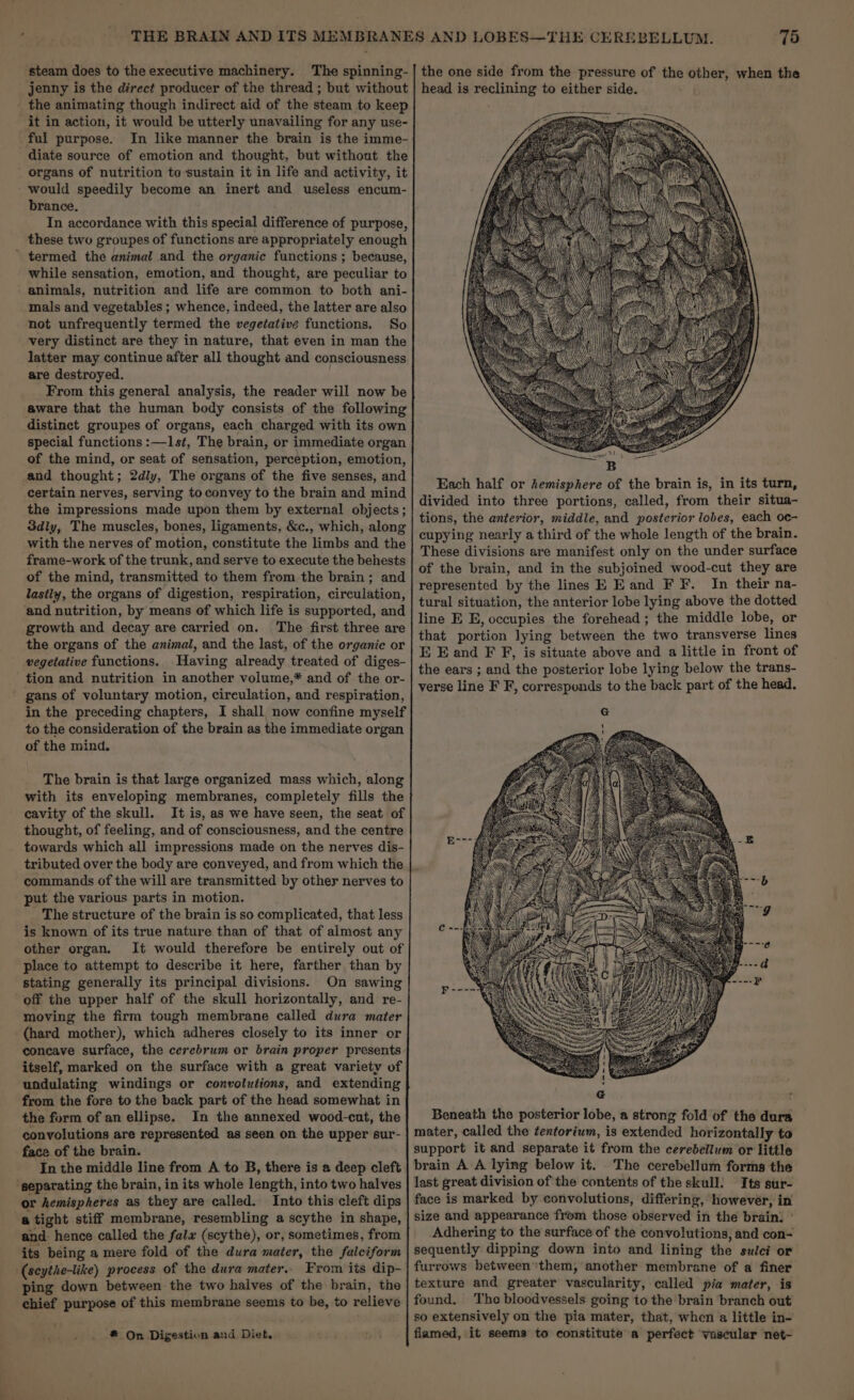 the animating though indirect aid of the steam to keep it in action, it would be utterly unavailing for any use- ful purpose. In like manner the brain is the imme- diate source of emotion and thought, but without the organs of nutrition to sustain it in life and activity, it would speedily become an imert and useless encum- brance. In accordance with this special difference of purpose, these two groupes of functions are appropriately enough ' termed the animal and the organic functions ; because, while sensation, emotion, and thought, are peculiar to animals, nutrition and life are common to both ani- mals and vegetables ; whence, indeed, the latter are also not unfrequently termed the vegetative functions. So very distinct are they in nature, that even in man the latter may continue after all thought and consciousness are destroyed. From this general analysis, the reader will now be aware that the human body consists of the following distinct groupes of organs, each charged with its own special functions :—1lst, The brain, or immediate organ of the mind, or seat of sensation, perception, emotion, and thought; 2dly, The organs of the five senses, and certain nerves, serving toconvey to the brain and mind the impressions made upon them by external objects; 3dly, The muscles, bones, ligaments, &amp;c., which, along with the nerves of motion, constitute the limbs and the frame-work of the trunk, and serve to execute the behests of the mind, transmitted to them from the brain; and lastly, the organs of digestion, respiration, circulation, ‘and nutrition, by means of which life is supported, and growth and decay are carried on. The first three are the organs of the animal, and the last, of the organic or vegetative functions. Having already treated of diges- tion and nutrition in another volume,* and of the or- gans of voluntary motion, cireulation, and respiration, in the preceding chapters, I shall now confine myself to the consideration of the brain as the immediate organ of the mind. The brain is that large organized mass which, along with its enveloping membranes, completely fills the cavity of the skull. It is, as we have seen, the seat of thought, of feeling, and of consciousness, and the centre towards which all impressions made on the nerves dis- tributed over the body are conveyed, and from which the commands of the will are transmitted by other nerves to put the various parts in motion. The structure of the brain is so complicated, that less is known of its true nature than of that of almost any other organ. It would therefore be entirely out of place to attempt to describe it here, farther than by stating generally its principal divisions. On sawing off the upper half of the skull horizontally, and re- moving the firm tough membrane called dura mater (hard mother), which adheres closely to its inner or itself, marked on the surface with a great variety of undulating windings or convolutions, and extending from the fore to the back part of the head somewhat in the form of an ellipse. In the annexed wood-cut, the convolutions are represented as seen on the upper sur- face of the brain. In the middle line from A to B, there is a deep cleft ‘separating the brain, in its whole length, into two halves or hemispheres as they are called. Into this cleft dips and. hence called the fala (scythe), or, sometimes, from its being a mere fold of the dura mater, the falciform (seythe-like) process of the dura mater.. From its dip- ping down between the two halves of the brain, the chief purpose of this membrane seems to be, to relieve ® On Digestion and Diet, Each half or hemisphere of the brain is, in its turn, divided into three portions, called, from their situa- tions, the anterior, middle, and posterior lobes, each oc- cupying nearly a third of the whole length of the brain. These divisions are manifest only on the under surface of the brain, and in the subjoined wood-cut they are represented by the lines E Eand F F. In their na- tural situation, the anterior lobe lying above the dotted line E E, occupies the forehead ; the middle lobe, or that portion lying between the two transverse lines E E and F f, is situate above and a little in front of the ears ; and the posterior lobe lying below the trans- verse line F F, corresponds to the back part of the head. Beneath the posterior lobe, a strong fold of the dura mater, called the fentorium, is extended horizontally to support it and separate it from the cerebellum or little brain A A lying below it. The cerebellum forms the last great division of the contents of the skull. © Its sur- face is marked by convolutions, differing, however, in size and appearance from those observed in the brain. ° Adhering to the surface of the convolutions, and con- sequently dipping down into and lining the sulci or furrows between them, another membrane of a finer texture and greater vascularity, called pia mater, is found. The bloodvessels going to the brain branch out so extensively on the pia mater, that, when a little in- flamed, it seems to constitute a perfect vascular net-