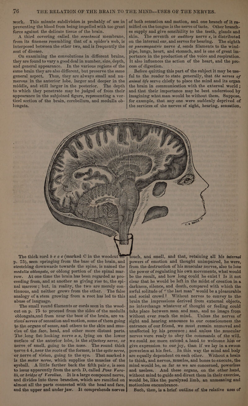 work. This minute subdivision is probably of use in preventing the blood from being impelled with too great force against the delicate tissue of the brain. A third covering called the arachnoid membrane, from its fineness resembling that of a spider’s web, is interposed between the other two, and is frequently the seat of disease. On examining the convolutions in different brains, they are found to vary a good deal in number, size, depth, and general appearance. In the various regions of the same brain they are also different, but preserve the same general aspect. ‘Thus, they are always small and nu- merous in the anterior lobe, larger and deeper in the middle, and still larger in the posterior. The depth to which they penetrate may be judged of from their appearance in the subjoined figure, representing a ver- ticel section of the brain, cerebellum, and medulla ob- longata. The thick cord b ¢ ¢ c (marked C in the woodcut p. 75), seen springing from the base of the brain, and stretching downwards towards the spine, is named the medulla oblongata, or oblong portion of the spinal mar- row. At one time the brain has been regarded as pro- ceeding from, and at another as giving rise to, the spi- nal marrow; but, in reality, the two are merely con- tinuous, and neither grows from the other. The false analogy of astem growing from a root has led to this abuse of language. The small round filaments or cords seen in the wood- to the organs of sense, and others to the skin and mus- cles of. the face, head, and other more distant parts. The long flat- looking nerve a a, lying on the lower surface of the anterior lobe, is the olfactory nerve, or nerve of smell, going to the nose. The round thick nerve 4.4,near the roots of the former, is the optic nerve, or nerve of vision, going to the eye. is the motor nerve, which supplies the muscles of the eyeball. A little farther back the fifth pair e, is seen to issue apparently from the arch D, called Pons Varo- lit, or bridge of Varolius. It is alarge compound nerve, and divides into three branches, which are ramified on almost all the parts connected with the head and face, and the upper and under jaw. It comprehends nerves of both sensation and motion, and one branch of it ra- mified on the tongue is the nerve of taste. Other branch- es supply and give sensibility to the teeth, glands and skin, The seventh or auditory nerve e, is distributed on the internal ear, and serves for hearing.. The eighth or pneumogastric nerve d, sends filaments to the wind- pipe, lungs, heart, and stomach, and is one of great im- portance in the production of the voice and respiration. It also influences the action of the heart, and the pro- cess of digestion. Before quitting this part of the subject it may be use- ful to the reader to state generally, that the nerves of animal life serve chiefly to place the mind and its organ the brain in communication with the external world ; and that their importance may be best understood by imagining what man would be without them, Suppose, for example, that any one were suddenly deprived of ouch, and smell, and that, retaining all his internat powers of emotion and thought unimpaired, he were, from the destruction of his muscular nerves, also to lose the power of regulating his own movements, what would be the result, and how long could he exist? Is it not clear that he would be left in the midst of creation ina darkness, silence, and death, compared with which the awful solitude of ‘‘the last man” would be a pleasurable and social crowd? ‘Without nerves to convey to the brain the impressions derived from external objects, no interchange whatever of thought or feeling could take place between man and man, and no image from without ever reach the mind. Unless the nerves of sight and hearing announce to our consciousness the entrance of our friend, we must remain unmoved and unaffected by his presence ; and unless the muscular nerves were ready to obey the commands of the will, we could no: more. extend a hand to welcome him or give expression to our joy, than if we lay in a swoon powerless at his feet. In this way the mind and body are equally dependent on each other. Without a brain to think, and nerves, muscles, and bones to execute, the mind would be, so far as we are concerned, powerless and useless. And these organs, on the other hand, without mind to guide and direct them in their exercise, would be, like the. paralyzed limb, an unmeaning and motionless encumbrance. Such, then, is a brief outline of the relative uses of