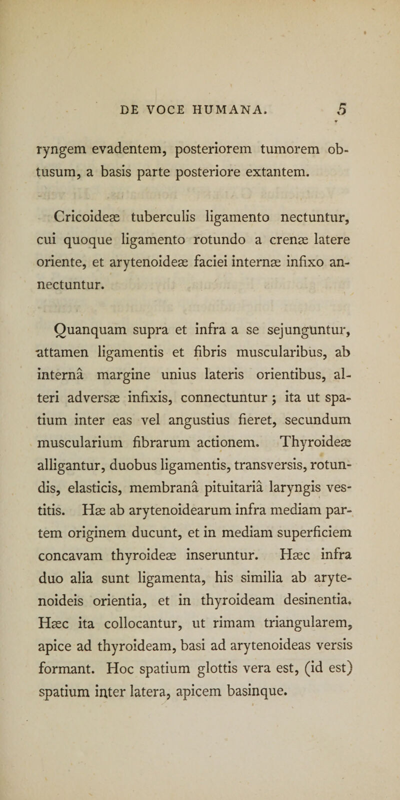 ryngem evadentem, posteriorem tumorem ob¬ tusum, a basis parte posteriore extantem. Cricoideae tuberculis ligamento nectuntur, cui quoque ligamento rotundo a crenae latere oriente, et arytenoideae faciei internae infixo an¬ nectuntur. Quanquam supra et infra a se sejunguntur, attamen ligamentis et fibris muscularibus, ab interna margine unius lateris orientibus, al¬ teri adversae infixis, connectuntur ^ ita ut spa¬ tium inter eas vel angustius fieret, secundum muscularium fibrarum actionem. Thyroideas alligantur, duobus ligamentis, transversis, rotun¬ dis, elasticis, membrana pituitaria laryngis ves¬ titis. Hae ab arytenoidearum infra mediam par¬ tem originem ducunt, et in mediam superficiem concavam thyroideae inseruntur. Haec infra duo alia sunt ligamenta, his similia ab aryte¬ noideis orientia, et in thyroideam desinentia. Haec ita collocantur, ut rimam triangularem, apice ad thyroideam, basi ad arytenoideas versis formant. Hoc spatium glottis vera est, (id est) spatium iuter latera, apicem basinque.