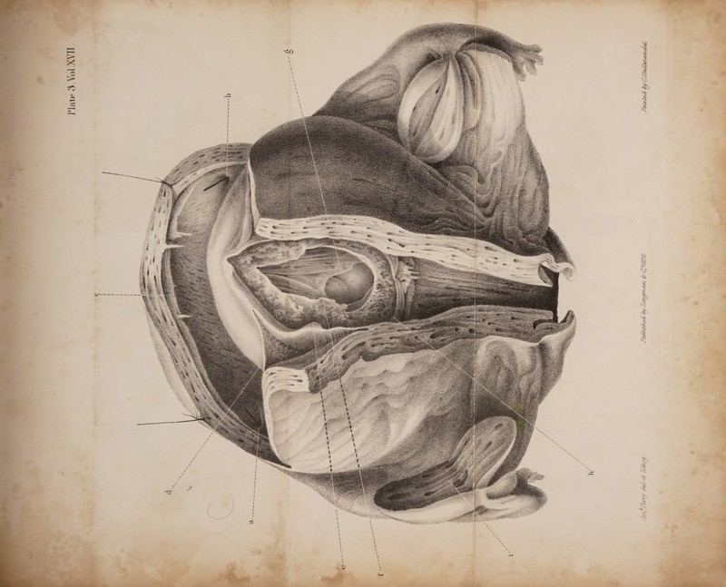 Plate 3, Vol XVII