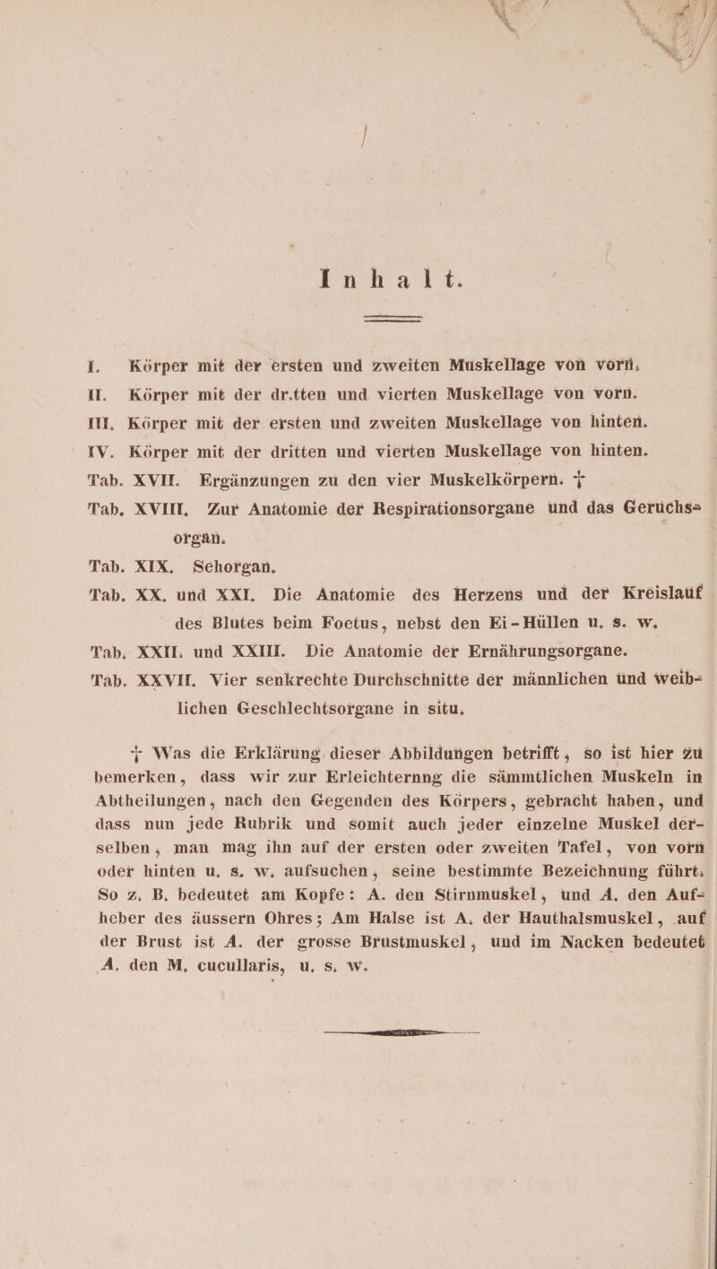 / V. >7 <31/ I I ii li a l t. I. Körper mit der ersten und zweiten Muskellage von vorn» II. Körper mit der dr.tten und vierten Muskellage von vorn. HI. Körper mit der ersten und zweiten Muskellage von hinten. IV. Körper mit der dritten und vierten Muskellage von hinten. Tab. XVII. Ergänzungen zu den vier Muskelkörpern. *J* Tab. XVIII. Zur Anatomie der Respirationsorgane und das Geruchs* organ. Tab. XIX. Sehorgan. Tab. XX. und XXI. Die Anatomie des Herzens und der Kreislauf des Blutes beim Foetus, nebst den Ei-Hüllen u. s. w. Tab* XXII* und XXIII. Die Anatomie der Ernährungsorgane. Tab. XXVII. Vier senkrechte Durchschnitte der männlichen Und weib* liehen Geschlechtsorgane in situ» f Was die Erklärung dieser Abbildungen betrifft * so ist hier fcu bemerken, dass wir zur Erleichterung die sämmtlichen Muskeln in Abtheilungen, nach den Gegenden des Körpers, gebracht haben, und dass nun jede Rubrik und somit auch jeder einzelne Muskel der¬ selben , man mag ihn auf der ersten oder zweiten Tafel, von vorn oder hinten u. s. w. aufsuchen, seine bestimmte Bezeichnung führt» So z» B. bedeutet am Kopfe : A. den Stirnmuskel, und A. den Auf* heber des äussern Ohres; Am Halse ist A* der Hauthalsmuskel, auf der Brust ist A. der grosse Brustmuskel, und im Nacken bedeutet A, den M. cucullaris, u. s. w.