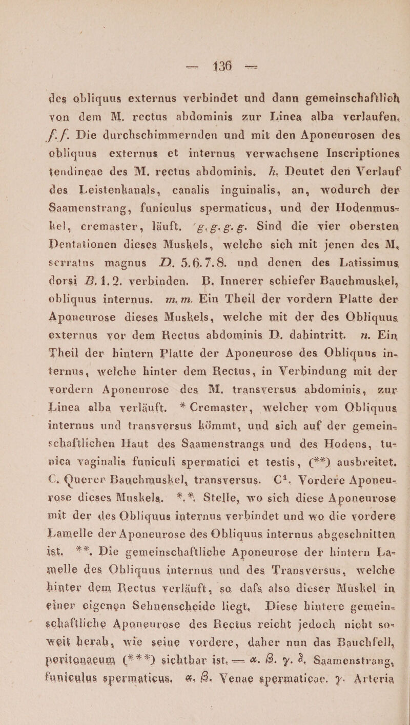 des obliques externus verbindet und dann gemeinschaftlich von dem M. rectus abdominis zur Linea alba verlaufen. f.f. Die durchschimmernden und mit den Aponeurosen des obliquus externus et internus verwachsene Inscriptiones tendineae des M. rectus abdominis. h. Deutet den Verlauf des Leistenkanals, canalis inguinalis, an, wodurch der Saamenstrang, funiculus spermaticus, und der Hodenmus-! hei, cremaster, läuft. ' g. g. g. g. Sind die vier obersten Dentationen dieses Muskels, welche sich mit jenen des M, serratus magnus D. 5.6.7.8. und denen des Latissimus. dorsi B. 1.2. verbinden. B. Innerer schiefer Bauchmuskel, obliquus internus, m, m. Ein Theil der vordem Platte der Aponeurose dieses Muskels, welche mit der des Obliquus externus vor dem Rectus abdominis D. dahintritt, n. Ein, Theil der hintern Platte der Aponeurose des Obliquus in¬ ternus, welche hinter dem Rectus, in Verbindung mit der vordem Aponeurose des M. transversus abdominis, zur Linea alba verläuft. * Cremaster, welcher vom Obliquus internus und transversus kömmt, und sich auf der gemein-^ schädlichen Haut des Saamenstrangs und des Hodens, tm nica vaginalis funiculi spermatici et testis, (**) ausbreitet. C. Querer Bauchmuskel, transversus. C4. Vordere Aponeu¬ rose dieses Muskels. *.Stelle, wo sich diese Aponeurose mit der des Obliquus internus verbindet und wo die vordere Lamelle der Aponeurose des Obliquus internus abgeschnitten ist, Die gemeinschaftliche Aponeurose der hintern La¬ melle des Obliquus internus und des Transversus, welche hinter dem Rectus verläuft, so dafs, also dieser Muskel in einer eigene11 Sehnenscheide liegt, Diese hintere gemein- schädliche Aponeurose des Rectus reicht jedoch nicht so¬ weit herab, wie seine vordere, daher nun das Bauchfell, peritOMeum (***) sichtbar ist,--- B. y. K Saamenstrang, funieulus spermaticus, ß- Venae spermatieae. y- Arteria