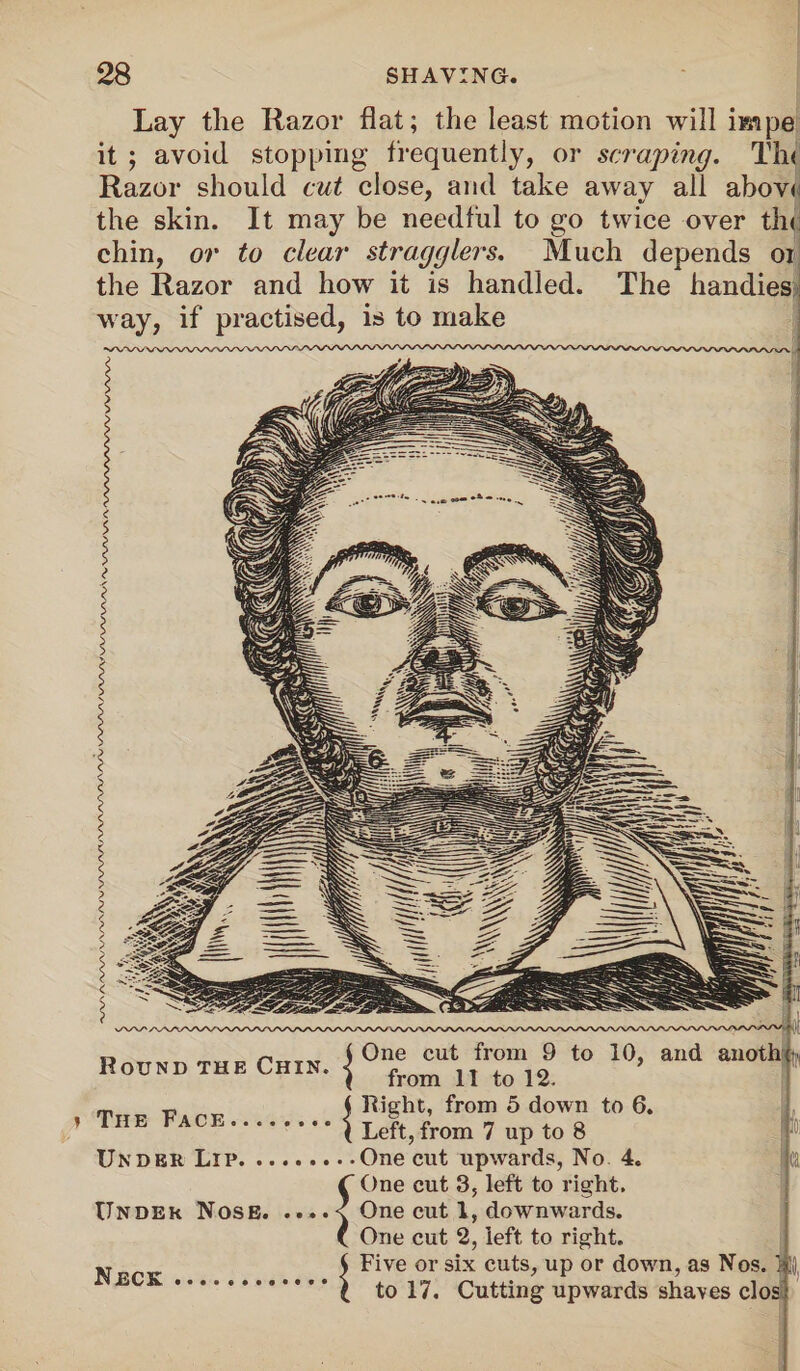 Lay the Razor flat; the least motion will impe it ; avoid stopping frequently, or scraping. The Razor should cut close, and take away all above the skin. It may be needful to go twice over tin chin, or to clear straggler's. Much depends oi the Razor and how it is handled. The handies way, if practised, is to make Round the Chin. and anothi j One cut from 9 r* ( from 11 to 12. mTT„ tpv i Right, from 5 down to 6. \ Left, from 7 up to 8 Under Lip.One cut upwards, No. 4. C One cut 3, left to right. Undeh Nose. ....< One cut 1, downwards. C One cut 2, left to right. ^ 5 or 3ix cu<;s> UP or down, as Nos. 1 m ca: to 17. Cutting upwards shaves cl os