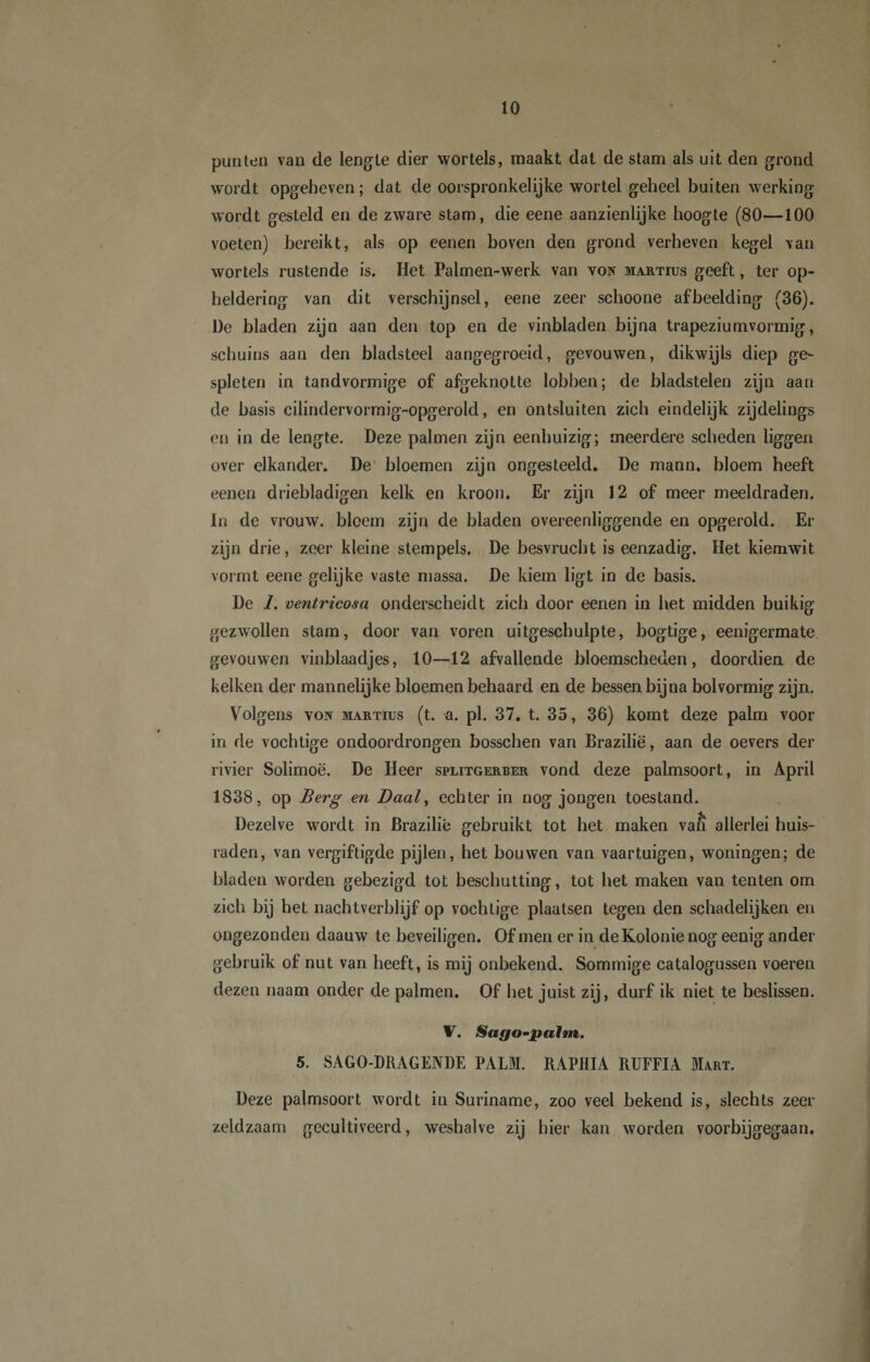 punten van de lengte dier wortels, maakt dat de stam als uit den grond wordt opgeheven; dat de oorspronkelijke wortel geheel buiten werking wordt gesteld en de zware stam, die eene aanzienlijke hoogte (80—100 voeten) bereikt, als op eenen boven den grond verheven kegel van wortels rustende is. Het Palmen-werk van von martius geeft, ter op¬ heldering van dit verschijnsel, eene zeer schoone afbeelding (36). De bladen zijn aan den top en de vinbladen bijna trapeziumvormig, schuins aan den bladsteel aangegroeid, gevouwen, dikwijls diep ge¬ spleten in tandvormige of afgeknotte lobben; de bladstelen zijn aan de basis cilindervormig-opgerold, en ontsluiten zich eindelijk zijdelings en in de lengte. Deze palmen zijn eenhuizig; meerdere scheden liggen over elkander. De bloemen zijn ongesteeld. De mann. bloem heeft eenen driebladigen kelk en kroon. Er zijn 12 of meer meeldraden. In de vrouw, bloem zijn de bladen overeenliggende en opgerold. Er zijn drie, zeer kleine stempels. De besvrucht is eenzadig. Het kiemwit vormt eene gelijke vaste massa. De kiem ligt in de basis. De 1. ventricosa onderscheidt zich door eenen in het midden buikig gezwollen stam, door van voren uitgeschulpte, bogtige, eenigermate gevouwen vinblaadjes, 10—12 afvallende bloemscheden, doordien de kelken der mannelijke bloemen behaard en de bessen bij na bol vormig zijn. Volgens von martius (t. a. pl. 37. t. 35, 36) komt deze palm voor in de vochtige ondoordrongen bosschen van Brazilië, aan de oevers der rivier Solimoë. De Heer splitgerber vond deze palmsoort, in April 1838, op Berg en Daal, echter in nog jongen toestand. Dezelve wordt in Brazilië gebruikt tot het maken van allerlei huis¬ raden, van vergiftigde pijlen, het bouwen van vaartuigen, woningen; de bladen worden gebezigd tot beschutting, tot het maken van tenten om zich bij het nachtverblijf op vochtige plaatsen tegen den schadelijken en ongezonden daauw te beveiligen. Of men er in de Kolonie nog eenig ander gebruik of nut van heeft, is mij onbekend. Sommige catalogussen voeren dezen naam onder de palmen. Of het juist zij, durf ik niet te beslissen. V. Sago-pahn, 5. SAGO-DRAGENDE PALM. RAPHIA RUFFIA Mart. Deze palmsoort wordt in Suriname, zoo veel bekend is, slechts zeer zeldzaam gecultiveerd, weshalve zij hier kan worden voorbijgegaan.