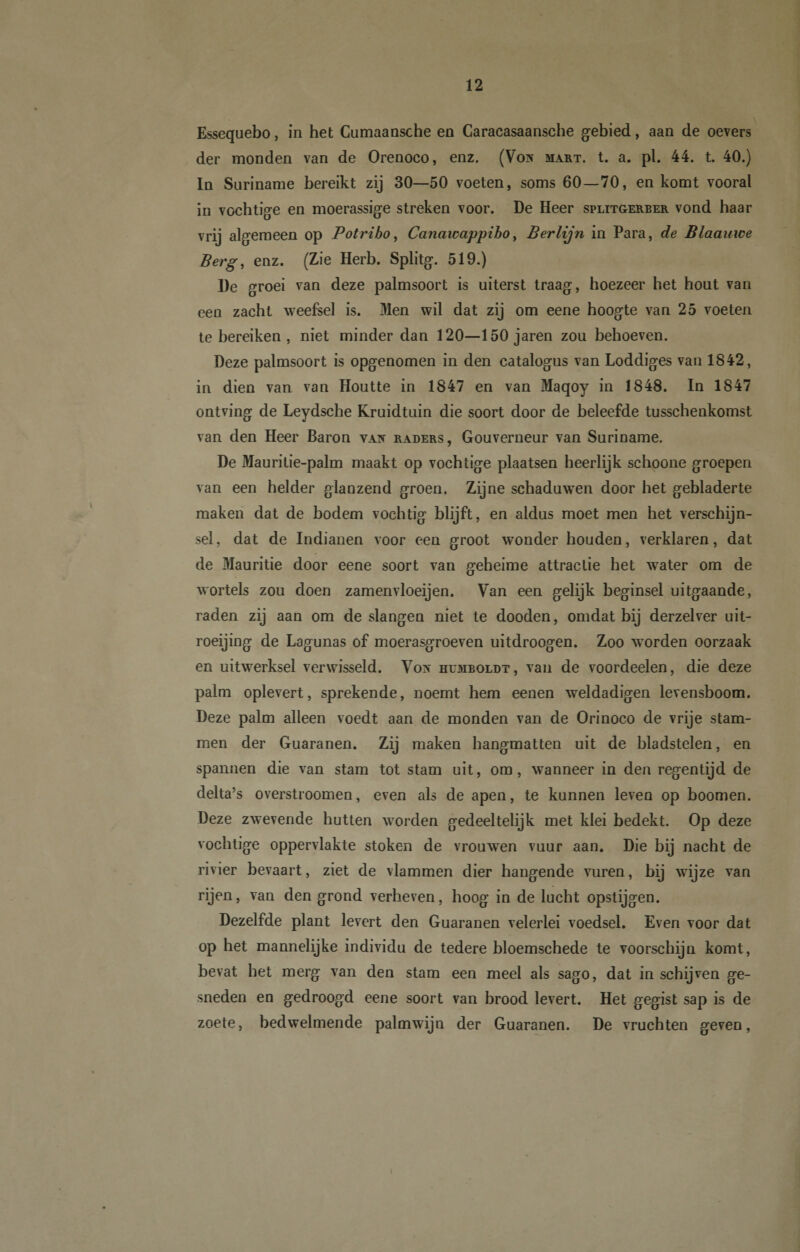 Essequebo, in het Cumaansche en Caracasaansche gebied, aan de oevers der monden van de Orenoco, enz. (Vos makt. t. a. pl. 44. t. 40.) In Suriname bereikt zij 30—50 voeten, soms 60—70, en komt vooral in vochtige en moerassige streken voor. De Heer splitgerber vond haar vrij algemeen op Potribo, Canawappiho y Berlijn in Para, de Blaauwe Berg, enz. (Zie Herb. Splitg. 519.) De groei van deze palmsoort is uiterst traag, hoezeer het hout van een zacht weefsel is. Men wil dat zij om eene hoogte van 25 voeten te bereiken , niet minder dan 120—150 jaren zou behoeven. Deze palmsoort is opgenomen in den catalogus van Loddiges van 1842, in dien van van Houtte in 1847 en van Maqoy in 1848. In 1847 ontving de Leydsche Kruidtuin die soort door de beleefde tusschenkomst van den Heer Baron vajt kaders, Gouverneur van Suriname. De Mauritie-palm maakt op vochtige plaatsen heerlijk schoone groepen van een helder glanzend groen. Zijne schaduwen door het gebladerte maken dat de bodem vochtig blijft, en aldus moet men het verschijn¬ sel, dat de Indianen voor een groot wonder houden, verklaren, dat de Mauritie door eene soort van geheime attractie het water om de wortels zou doen zamenvloeijen. Van een gelijk beginsel uitgaande, raden zij aan om de slangen niet te dooden, omdat bij derzelver uit- roeijing de Lagunas of moerasgroeven uitdroogen. Zoo worden oorzaak en uitwerksel verwisseld. Vos humboldt, van de voordeelen, die deze palm oplevert, sprekende, noemt hem eenen weldadigen levensboom. Deze palm alleen voedt aan de monden van de Orinoco de vrije stam¬ men der Guaranen. Zij maken hangmatten uit de bladstelen, en spannen die van stam tot stam uit, om, wanneer in den regentijd de delta’s overstroomen, even als de apen, te kunnen leven op boomen. Deze zwevende hutten worden gedeeltelijk met klei bedekt. Op deze vochtige oppervlakte stoken de vrouwen vuur aan. Die bij nacht de rivier bevaart, ziet de vlammen dier hangende vuren, bij wijze van rijen, van den grond verheven, hoog in de lucht opstijgen. Dezelfde plant levert den Guaranen velerlei voedsel. Even voor dat op het mannelijke individu de tedere bloemschede te voorschijn komt, bevat het merg van den stam een meel als sago, dat in schijven ge¬ sneden en gedroogd eene soort van brood levert. Het gegist sap is de zoete, bedwelmende palmwijn der Guaranen. De vruchten geven,