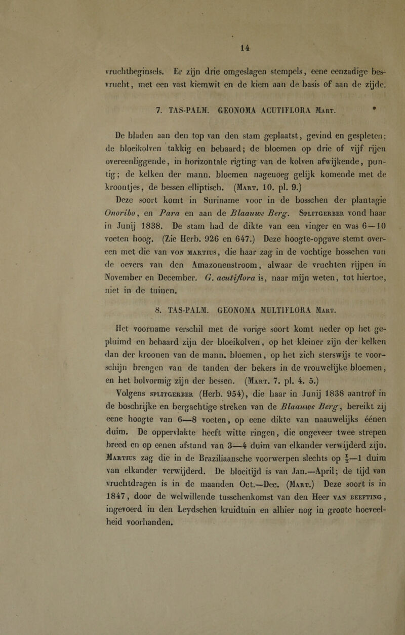 vruchtbeginsels. Er zijn drie omgeslagen stempels, eene eenzadige bes¬ vrucht, met een vast kiemwit en de kiem aan de basis of aan de zijde. 7. TAS-PALM. GEONOMA ACUT1FL0RA Mart. • De bladen aan den top van den stam geplaatst, gevind en gespleten; de bloeikolven takkig en behaard; de bloemen op drie of vijf rijen overeenliggende, in horizontale rigting van de kolven afwijkende, pun¬ tig; de kelken der mann. bloemen nagenoeg gelijk komende met de kroontjes, de bessen elliptisch. (Mart. 10. pl. 9.) Deze soort komt in Suriname voor in de bosschen der plantagie Onoribo, en Para en aan de Blaauwe Berg. Splitgerber vond haar in Junij 1838. De stam bad de dikte van een vinger en was 6—10 voeten hoog. (Zie Herb. 926 en 647.) Deze hoogte-opgave stemt over¬ een met die van von martius, die haar zag in de vochtige bosschen van de oevers van den Amazonenstroom, alwaar de vruchten rijpen in November en December. G. acutiflora is, naar mijn weten, tot hiertoe, niet in de tuinen. 8. TAS-PALM. GEONOMA MULTIFLORA Mart. Het voorname verschil met de vorige soort komt neder op het ge¬ pluimd en behaard zijn der bloeikolven, op het kleiner zijn der kelken dan der kroonen van de mann. bloemen, op het zich sterswijs te voor¬ schijn brengen van de tanden der bekers in de vrouwelijke bloemen, en het bolvormig zijn der bessen. (Mart. 7. pl. 4. 5.) Volgens splitgerber (Herb. 954), die baar in Junij 1838 aantrof in de boschrijke en bergachtige streken van de Blaauwe Berg, bereikt zij eene hoogte van 6—-8 voeten, op eene dikte van naauwelijks éénen duim. De oppervlakte heeft witte ringen, die ongeveer twee strepen breed en op eenen afstand van 3—4 duim van elkander verwijderd zijn. Martius zag die in de Braziliaanscbe voorwerpen slechts op |—1 duim van elkander verwijderd. De bloeitijd is van Jan.—April; de tijd van vruchtdragen is in de maanden Oct.—Dec. (Mart.) Deze soort is in 1847, door de welwillende tusschenkomst van den Heer van beefting, ingevoerd in den Leydschen kruidtuin en alhier nog in groote hoeveel¬ heid voorhanden.