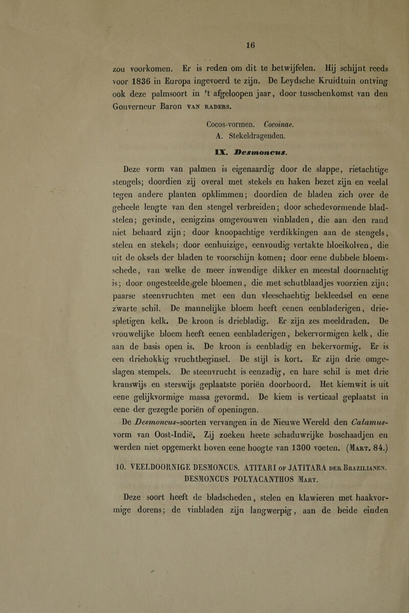 zou voorkomen. Er is reden om dit te betwijfelen. Hij schijnt reeds voor 1836 in Europa ingevoerd te zijn. De Leydsche Kruidtuin ontving ook deze palmsoort in ’t afgeloopen jaar, door tusschenkomst van den Gouverneur Baron van raders. Cocos-vormen. Cocoime. A. Stekeldragenden. IX. Desmoncus. Deze vorm van palmen is eigenaardig door de slappe, rietachtige stengels; doordien zij overal met stekels en haken bezet zijn en veelal tegen andere planten opklimmen; doordien de bladen zich over de geheele lengte van den stengel verbreiden; door schedevormende blad¬ stelen; gevinde, eenigzins omgevouwen vinbladen, die aan den rand niet behaard zijn; door knoopachtige verdikkingen aan de stengels, stelen en stekels; door eenhuizige, eenvoudig vertakte bloeikolven, die uit de oksels der bladen te voorschijn komen; door eene dubbele bloem - schede, van welke de meer inwendige dikker en meestal doornachtig is; door ongesteelde .gele bloemen, die met schutblaadjes voorzien zijn; paarse steenvruchten met een dun vleeschachtig bekleedsel en eene zwarte schil. De mannelijke bloem heeft eenen eenbladerigen, drie- spletigen kelk. De kroon is driebladig. Er zijn zes meeldraden. De vrouwelijke bloem heeft eenen eenbladerigen, bekervormigen kelk, die aan de basis open is. De kroon is eenbladig en bekervormig. Er is een driehokkig vruchtbeginsel. De stijl is kort. Er zijn drie omge¬ slagen stempels. De steenvrucht iseenzadig, en hare schil is met drie kranswijs en sterswijs geplaatste poriën doorboord. Het kiemwit is uit eene gelijkvormige massa gevormd. De kiem is verticaal geplaatst in eene der gezegde poriën of openingen. De Desinoncus-soorten vervangen in de Nieuwe Wereld den Calamus- vorm van Oost-Indië. Zij zoeken heete schaduwrijke boschaadjen en werden niet opgemerkt boven eene hoogte van 1300 voeten. (Mart. 84.) 10. VEEEDOOItNIGE DESMONCUS. ATITARI of JATITARA der Brazilianen. DESMONCUS POLYACANTHOS Mart. Deze soort heeft de bladscheden, stelen en klawieren met haakvor¬ mige dorens; de vinbladen zijn langwerpig, aan de beide einden r