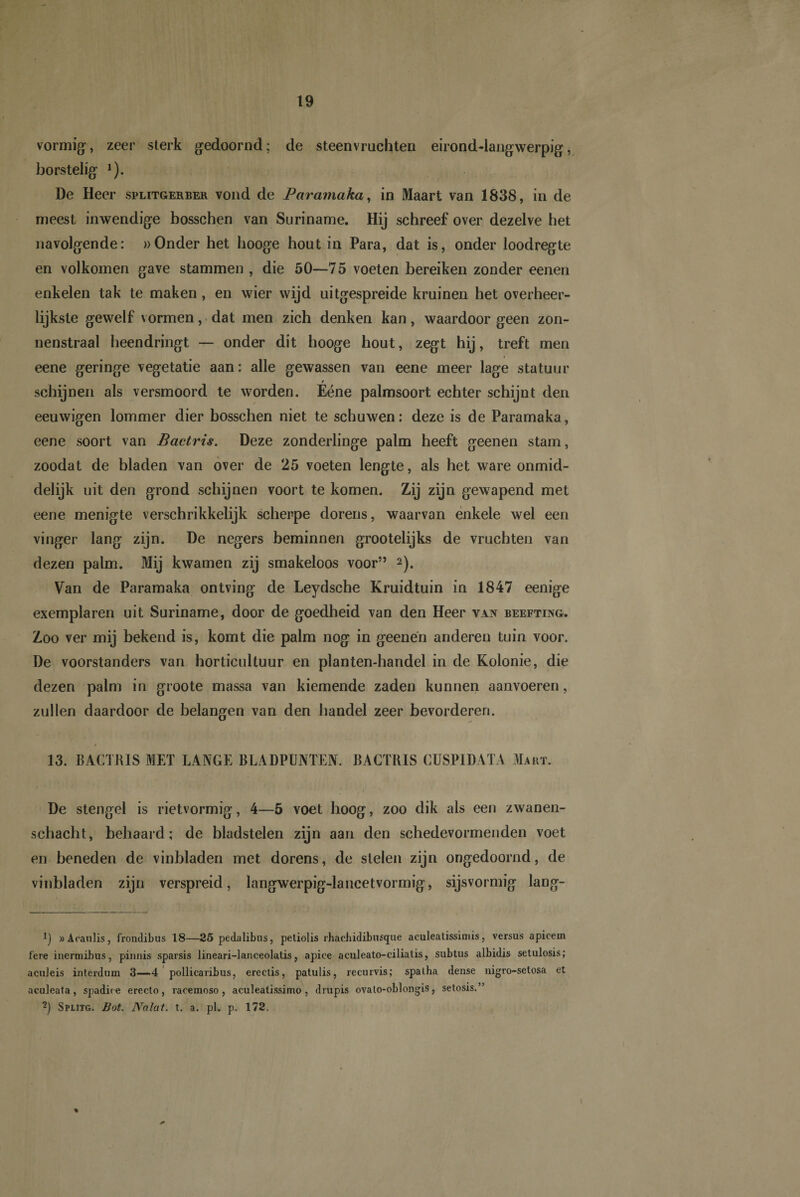 vormig, zeer sterk gedoomd; de steenvruchten eirond-langwerpig, borstelig 1). De Heer splitgerber vond de Paramaka, in Maart van 1838, in de meest inwendige bosschen van Suriname. Hij schreef over dezelve het navolgende: » Onder het hooge hout in Para, dat is, onder loodregte en volkomen gave stammen , die 50—75 voeten bereiken zonder eenen enkelen tak te maken, en wier wijd uitgespreide kruinen het overheer- lijkste gewelf vormen, dat men zich denken kan, waardoor geen zon- nenstraal heendringt — onder dit hooge hout, zegt hij, treft men * eene geringe vegetatie aan: alle gewassen van eene meer lage statuur r schijnen als versmoord te worden. Eéne palmsoort echter schijnt den eeuwigen lommer dier bosschen niet te schuwen: deze is de Paramaka, eene soort van Bactris. Deze zonderlinge palm heeft geenen stam, zoodat de bladen van over de 25 voeten lengte, als het ware onmid- delijk uit den grond schijnen voort te komen. Zij zijn gewapend met eene menigte verschrikkelijk scherpe dorens, waarvan enkele wel een vinger lang zijn. De negers beminnen grootelijks de vruchten van dezen palm. Mij kwamen zij smakeloos voor” 2). Van de Paramaka ontving de Leydsche Kruidtuin in 1847 eenige exemplaren uit Suriname, door de goedheid van den Heer van beefting. Zoo ver mij bekend is, komt die palm nog in geenén anderen tuin voor. De voorstanders van horticultuur en planten-handel in de Kolonie, die dezen palm in groote massa van kiemende zaden kunnen aanvoeren, zullen daardoor de belangen van den handel zeer bevorderen. / 13. BACTRIS MET LANGE BLADPUNTEN. BACTRIS CUSPIDATA Mart. De stengel is rietvormig, 4—5 voet hoog, zoo dik als een zwanen¬ schacht, behaard: de bladstelen zijn aan den schedevormenden voet en beneden de vinbladen met dorens, de stelen zijn ongedoornd, de vinbladen zijn verspreid, langwerpig-lancetvormig, sijsvormig lang- » Aoaulis, frondibus 18—25 pedalibns, petiolis rhaclüdibusque aculeatissimis, versus apicem 1'ere inermibus, pinnis sparsis lineari-lanceolatis, apiee aculeato-ciliatis, subtus albidis setulosis; aculeis interdum 3—4 pollicaribus, erectis, patulis, recurvis; spatha dense nigro-setosa et aculeata, spadire erecto, racemoso, aculeatissimo , drupis ovato-oblongis, setosis.” 2) Splitg. Bot. Nalat. t. a. pl. p. 172. *