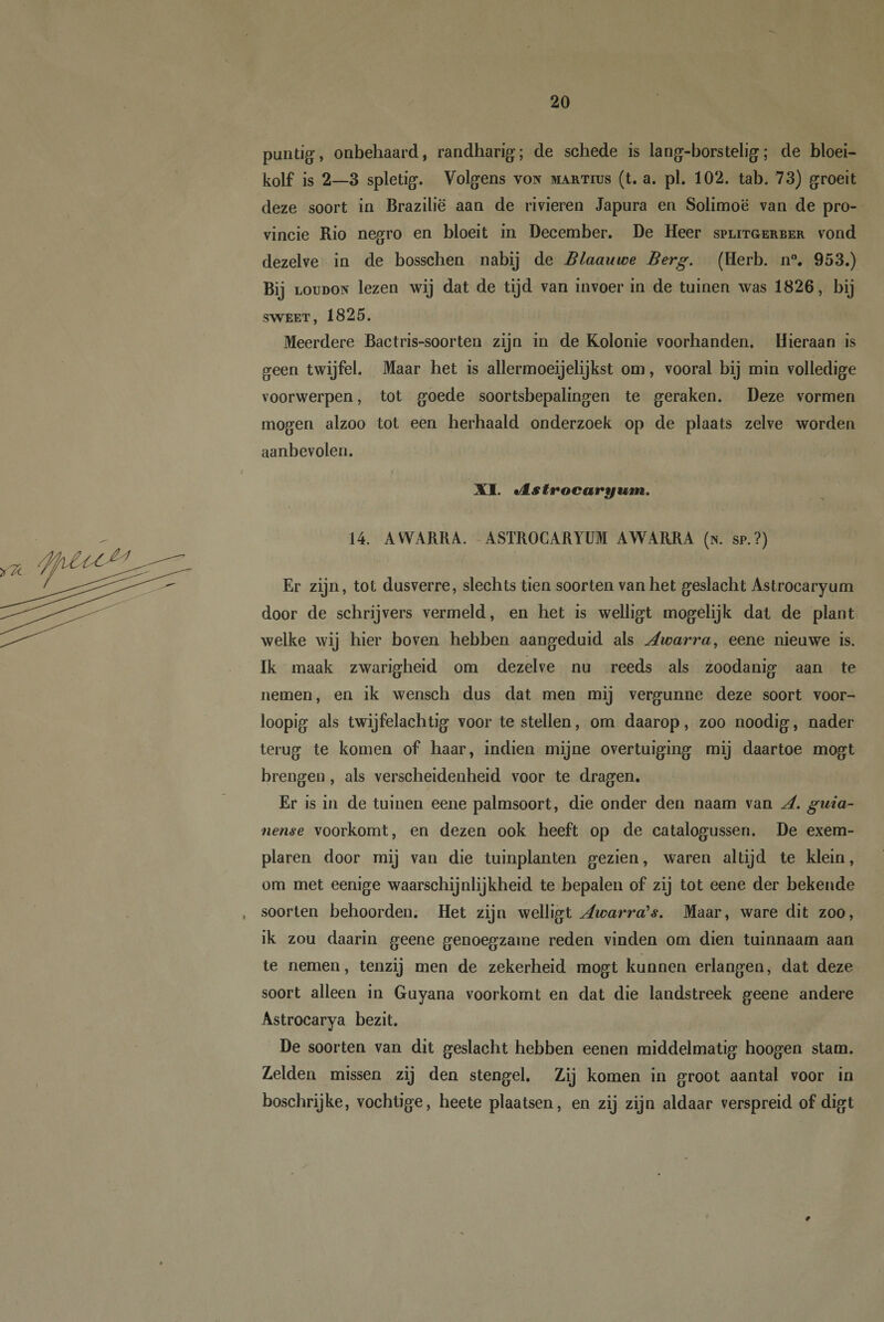 puntig, onbehaard, randharig; de schede is lang-borstelig; de bloei- kolf is 2—3 spletig. Volgens von martius (t. a. pl. 102. tab. 73) groeit deze soort in Brazilië aan de rivieren Japura en Solimoë van de pro¬ vincie Rio negro en bloeit in December. De Heer splitgerber vond dezelve in de bosschen nabij de Blaauwe Berg. (Herb. n°. 953.) Bij loudon lezen wij dat de tijd van invoer in de tuinen was 1826, bij sweet, 1825. Meerdere Bactris-soorten zijn in de Kolonie voorhanden. Hieraan is geen twijfel. Maar het is allermoeijelijkst om, vooral bij min volledige voorwerpen, tot goede soortsbepalingen te geraken. Deze vormen mogen alzoo tot een herhaald onderzoek op de plaats zelve worden aanbevolen. XI. •Astrocaryum,. 14. AWARRA. ASTROCARYUM AWARRA (n. sr.?) Er zijn, tot dusverre, slechts tien soorten van het geslacht Astrocaryum door de schrijvers vermeld, en het is welligt mogelijk dat de plant welke wij hier boven hebben aangeduid als Awarra, eene nieuwe is. Ik maak zwarigheid om dezelve nu reeds als zoodanig aan te nemen, en ik wensch dus dat men mij vergunne deze soort voor- loopig als twijfelachtig voor te stellen, om daarop, zoo noodig, nader terug te komen of haar, indien mijne overtuiging mij daartoe mogt brengen , als verscheidenheid voor te dragen. Er is in de tuinen eene palmsoort, die onder den naam van A. gnia- nense voorkomt, en dezen ook heeft op de catalogussen. De exem¬ plaren door mij van die tuinplanten gezien, waren altijd te klein, om met eenige waarschijnlijkheid te bepalen of zij tot eene der bekende , soorten behoorden. Het zijn welligt Awarra’s. Maar, ware dit zoo, ik zou daarin geene genoegzame reden vinden om dien tuinnaam aan te nemen, tenzij men de zekerheid mogt kunnen erlangen, dat deze soort alleen in Guyana voorkomt en dat die landstreek geene andere Astrocarya bezit. De soorten van dit geslacht hebben eenen middelmatig hoogen stam. Zelden missen zij den stengel. Zij komen in groot aantal voor in boschrijke, vochtige, heete plaatsen, en zij zijn aldaar verspreid of digt