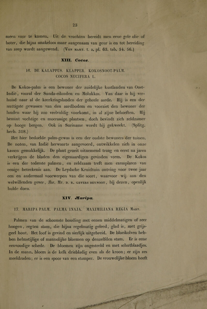 meen voor te komen. Uit de vruchten bereidt men eene gele olie of boter, die bijna smakeloos maar aangenaam van geur is en tot bereiding van zeep wordt aangewend. (Von mart. t. a. pl. 63. tab. 54. 56.) XIII. Cocos. 16. DE KALAPPUS. KLAPPER. KOKOSNOOT-PALM. COCOS NUCIFERA L. De Kokos-palm is een bewoner der zuidelijke kustlanden van Oost- Indië, vooral der Sunda-eilanden en Molukkos. Van daar is hij ver¬ huisd naar al de keerkringslanden der geheele aarde. Hij is een der nuttigste gewassen van den aardbodem en voorziet den bewoner der landen waar hij zoo veelvuldig voorkomt, in al zijne behoeften. Hij bemint vochtige en moerassige plaatsen, doch bevindt zich zeldzamer op booge bergen. Ook in Suriname wordt hij gekweekt. (Splitg. herb. 318.) Het hier bedoelde palm-gewas is een der oudste bewoners der tuinen. De noten, van Indië herwaarts aangevoerd, ontwikkelen zich in onze kassen gemakkelijk. De plant groeit uitnemend traag en eerst na jaren verkrijgen de bladen den eigenaardigen gevinden vorm. De Kokos is een der tederste palmen, en zeldzaam treft men exemplaren van eenige beteekenis aan. De Leydsche Kruidtuin ontving voor twee jaar een en andermaal voorwerpen van die soort, waarvoor wij aan den welwillenden gever, Jhr. Mr. i&gt;. r. gevers deynoot , bij dezen, openlijk hulde doen. XIV. Jflaripa. 17. MARIPA PALM. PALMA 1NAJA. MAXIMILIANA REGIA Mart. Palmen van de schoonste houding met eenen middelmatigen of zeer hoogen, regten stam, die bijna regelmatig geleed, glad is, met grijs¬ geel hout. Het loof is gevind en sierlijk uitgebreid. De bloeikolven heb¬ ben helmstijlige of mannelijke bloemen op denzelfden stam. Er is eene eenvoudige schede. De bloemen zijn ongesteeld en met schutblaadjes. In de mann. bloem is de kelk driebladig even als de kroon; er zijn zes meeldraden; er is een spoor van een stamper. De vrouwelijke bloem heeft