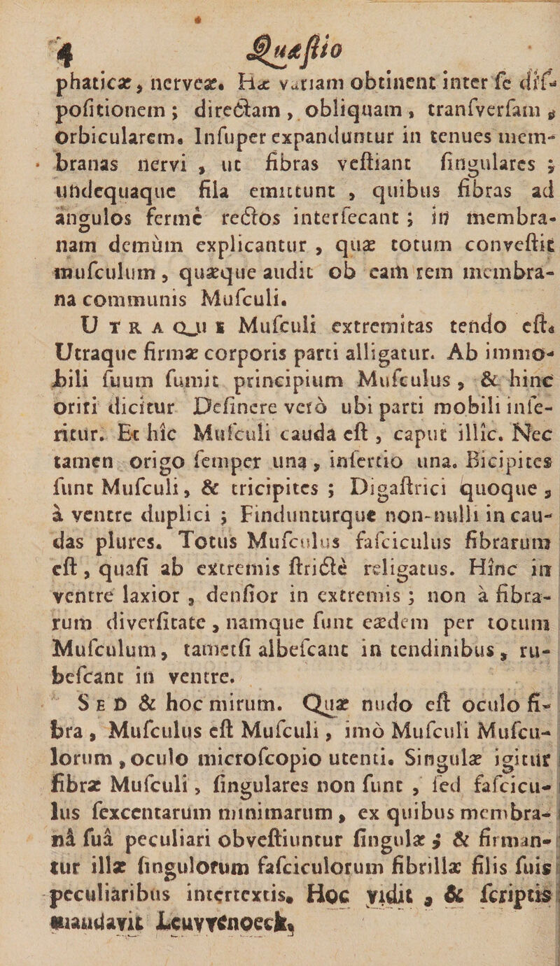 phatica?, nervea?. Hx vjiam obtinent inter fc 4i(* politionem ; direCiam , obliquam , tranfverfam $ Orbicularem. In fu per expanduntur in tenues mem- • branas nervi , uc fibras veflianc lingulares j undequaqiie fiia emittunt , quibus fibras ad angulos ferme re6los interfecant ; hi membra- nam demum explicantur , qua? totum convellit tmifculum 3 quarque audit ob cam rem membra¬ na communis Mufculi. Utra qju s Mufculi extremitas tendo efL Utraquc firma? corporis parti alligatur. Ab immo¬ bili fumn fumit principium Mufculus , &amp; hine oriri dicitur Defincre vero ubi parti mobili inte¬ ritur; Et hic Mufculi cauda cft , caput illic. Nec tamen origo femper una , infercio una. Bicipites fune Mufculi, &amp; tricipites ; Digaftrici quoque s d ventre duplici j Findunturque non-nulli in cau¬ das plures. Totus Mufculus fafciculus fibrarum cft , quafi ab extremis ftri6le religatus. Hinc in ventre laxior 3 denfior in extremis ; non a fibra¬ rum diverfitate , namque funt eaedem per totum Mulculum, t amet (i albefcanc in tendinibus, ru- befcant in ventre. S e O &amp; hoc mirum. Qiiar nudo eft oculo fi¬ bra , Mufculus cft Mufculi, imo Mufculi Mufcu- lorum,oculo microfcopio utenti. Singula? igitur fibrae Mufculi, fingulares non fune , fed fafcicu¬ lus fexccntarum minimarum, ex quibus membra- s nd fua peculiari obveftiuntur lingulae &gt; &amp; firman¬ tur illae fingulofum fafciculorum fibrilla: filis fuis peculiaribus intertextis. Hoc Vidit 9 &amp; feriptis mandavit JLcuvrtfaoetk»