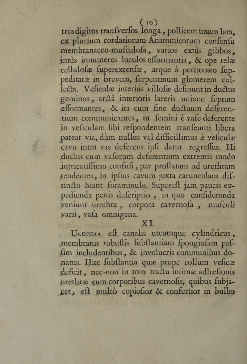 £ •■■p . ( io) tres digitos tranfverfos longa, pollicem Unum lata, ex plurium cordatiorum Anatomicorum confenfu membranaceo-mufculofa., varios extus gibbos, intus innumeros loculos efformantia, 8c ope telae cellulofae fuperextenfae, atque a peritonaeo fup- peditatae in brevem, ferpentinum glomerem col- jeda. Veficulae interius villofae deiinunt in ductus geminos, arda interioris lateris imione feptum efformantes , &amp; ita cum fine duduum deferen¬ tium communicantes , ut femini e vafe deferente in veficulam fibi refpondentem tranfeunti libera pateat via, dum nullus vel difficillimus ,e veficula: cavo intra vas deferens ipfi datur regreffus. Hi ductus cum vaforum deferentium extremis modo .intricatiffimo confufi, per proflatam ad urethram tendentes , in ipfius cavum juxta carunculam dif- .tincto hiant foraminulo. Superefl jam paucis ex¬ pedienda penis defcriptio , in quo confideranda veniunt urethra , corpora cavernofa , mufculi .varii, vafa omnigena. XI. Urethra eft canalis utcumque cylindricus, membranis robuflis fubflantiam fpongiofam paf- fim includentibus, &amp; involucris communibus do¬ natus. Haec fubflantia quae prope collum veficae deficit, nec-non in toto tractu intimae adhaffionis urethrae cum corporibus cavernofis, quibus fubja- cet, eft multo copiofior &amp; confertior in bulbo