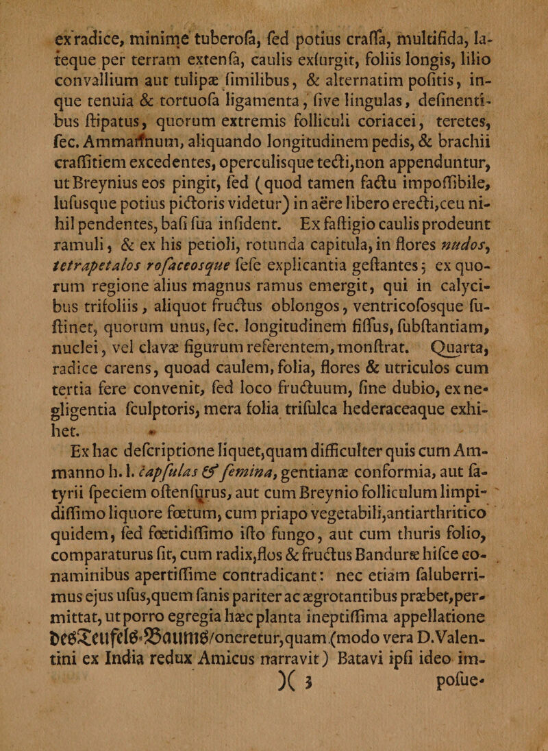 ex radice, minime tuberofe, fed potius crafla, multifida, la- teque per terram extenfia, caulis exfurgit, foliis longis, lilio convallium aut tulipse (imilibus, &amp; alternatim pofitis, in- que tenuia &amp; tortuofa ligamenta, five lingulas, delinenti¬ bus ftipatus, quorum extremis folliculi coriacei, teretes, fec. Ammarfhum, aliquando longitudinem pedis, &amp; brachii craffitiem excedentes, operculisque tedi,non appenduntur, utBreynius eos pingit, fed (quod tamen fadu impoffibile, lufusque potius pictoris videtur) in aere libero eredi,ceu ni¬ hil pendentes, bafi fua infident. Ex faftigio caulis prodeunt ramuli, &amp; ex his petioli, rotunda capitula,in flores mtdosj tetrapetalos rofaceosque fefe explicantia geffantes} ex quo¬ rum regione alius magnus ramus emergit, qui in calyci¬ bus trifoliis, aliquot frudus oblongos, ventricofosque fu- ftinet, quorum unus, fec. longitudinem fiflus, fubftantiam, nuclei, vel clavae figumm referentem, monftrat. Quarta, radice carens, quoad caulem, folia, flores &amp; utriculos cum tertia fere convenit, fed loco fruduum, fine dubio, ex ne» gligentia fculptoris, mera folia trifulca hederaceaque exhi- het. Ex hac defcriptione liquet,quam difficulter quis cum Am- manno h. 1. eapfulas &amp; femina, gentianae conformia, aut fa- tyrii fpeciem oftenfqrus, aut cum Breynio folliculum lirnpi- diffimo liquore foetum, cum priapo vegetabili,antiarthritico quidem, fed foetidiffimo iffo fungo, aut cum thuris folio, comparaturus fit, cum radix,flos 8c frudus Bandurae hifce co¬ naminibus apertiflime contradicant: nec etiam faluberri- mus ejus ufus,quem fanis pariter ac aegrotantibus praebet,per- mittat, ut porro egregia haec planta ineptiffima appellatione 5Cd?CUfcf0^S5fftU110/oneretur,quam.(modo vera D.Valen- tini ex India redux Amicus narravit) Batavi ipfi ideo im-