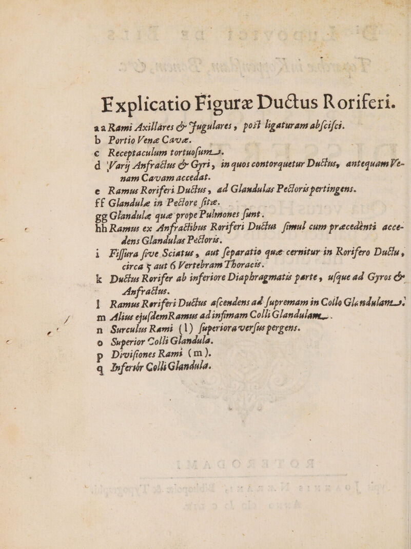 Explicatio Eigurae Dudus Roriferi. usiRamiAxilldres(^Jugulares, poiJ ligaturamabfcifci. b Tortio Vena Cnvai, c Receptaculum tortuofunLj, d \Var^ AnfraBus &amp;Gyriy in quos contorquetur DuButf antequam Ve¬ nam Cavam accedat. c Ramus Roriferi DuBus, ad Glandulas TeBorispertingens. ff Glandula: in FeBore Jtta. gg Glandulif qua prope Pulmones Jjmt , hhRamus ex AnfraBibus Roriferi DuBus fimul cum praeeunti acce¬ dens Glandulas TeBoris. i Fijfura five Sciatus , aut feparatio qua cernitur in Rorifero DuBu ♦ circa y aut 6 Vertebram Thoracis. k DuBus Rorifer ab inferiore Diaphragmatis parte, ufque ad Gyros &amp; AnfraBus. 1 Ramus Roriferi DuBus afeendens ad/upremam in Collo Gk niulanLjl m Alius ejufdemRamus adinfmam Colli Glandulam^. n Surculus Rami (l) fuperiora verfus pergens, o Superior Colli Glandula. p Divipones Ramt (m). Infer tot Colli Glandula.