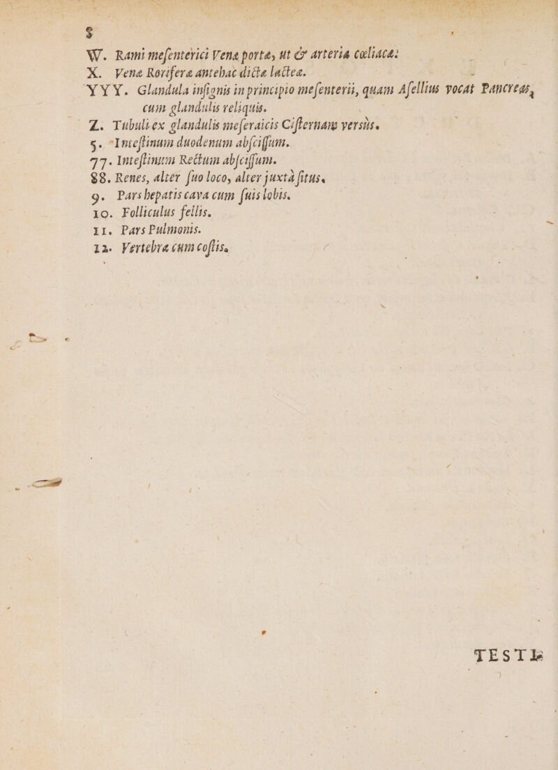 I w. luwi mefenterici Venaporu^ ut &amp; arteria coeliaca; X. Vena Rorifera antehac dici a lactea. Y Y Y. Glandula infignis in principio mefenterii, quam Afellius vocat Pancreas* cum glandulis reliquis. Z. Tubuli ex glandulis me fer alcis dftenum ver siis* 5. I ntefiinum duodenum abfciffum. 77. Intefiinum Retium abjciffum. S8. Renes, 4/^r /«0 loco, alter juxta fit us* y. hepatis cava cum fuis lobis. 10. Folliculus fellis. 11. Fars Pulmonis. 11. Vertebra cum ccjlis. / TESTI»