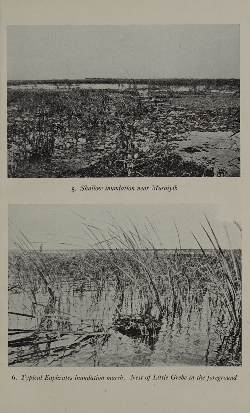 6. Typical Euphrates inundation marsh. Nest of Little Grebe in the foreground 