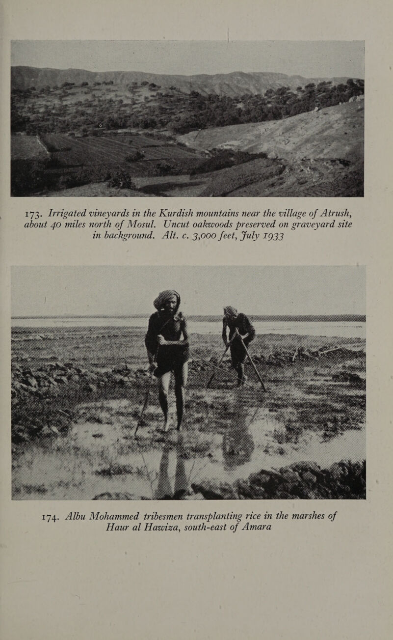  173. Irrigated vineyards in the Kurdish mountains near the village of Atrush, about 40 miles north of Mosul. Uncut oakwoods preserved on graveyard site in background. Alt. c. 3,000 feet, fuly 1933 