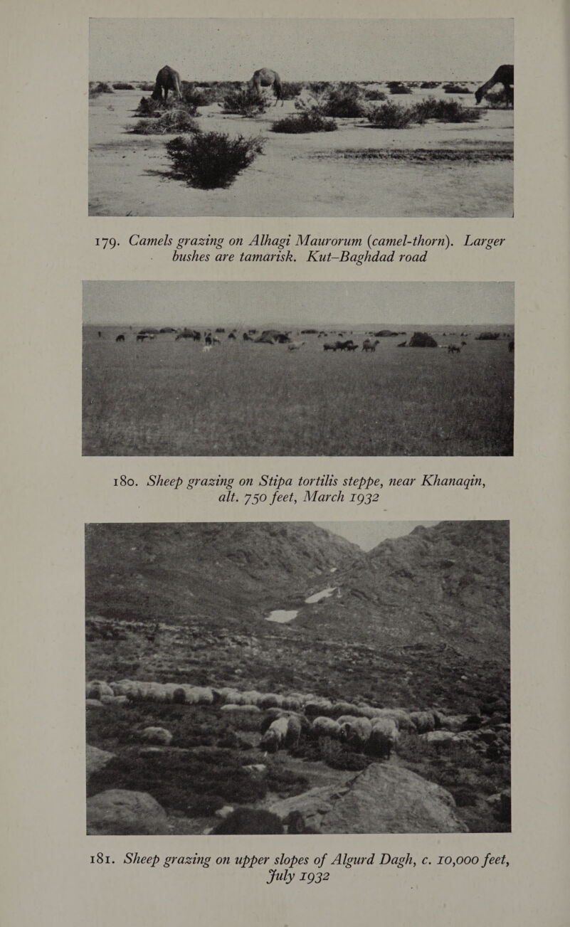  179. Camels grazing on Alhagt Maurorum (camel-thorn). Larger bushes are tamarisk. Kut-—Baghdad road  180. Sheep grazing on Stipa tortilis steppe, near Khanaqin, alt. 750 feet, March 1932 