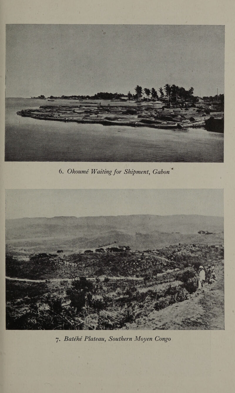  6. Okoumé Waiting for Shipment, Gabon ~ 