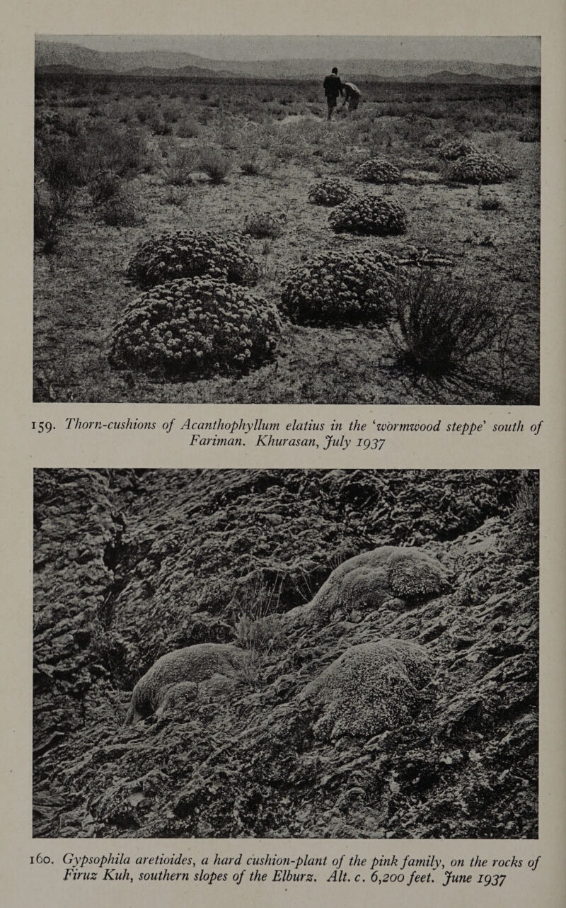 159. Lhorn-cushions of Acanthophyllum elatius in the ‘wormwood steppe’ south of Fariman. Khurasan, Fuly 1937 