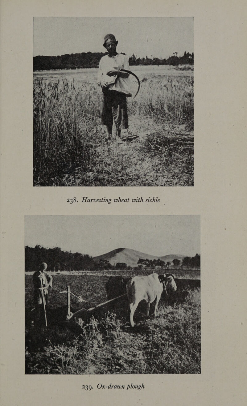  238. Harvesting wheat with sickle  239. Ox-drawn plough