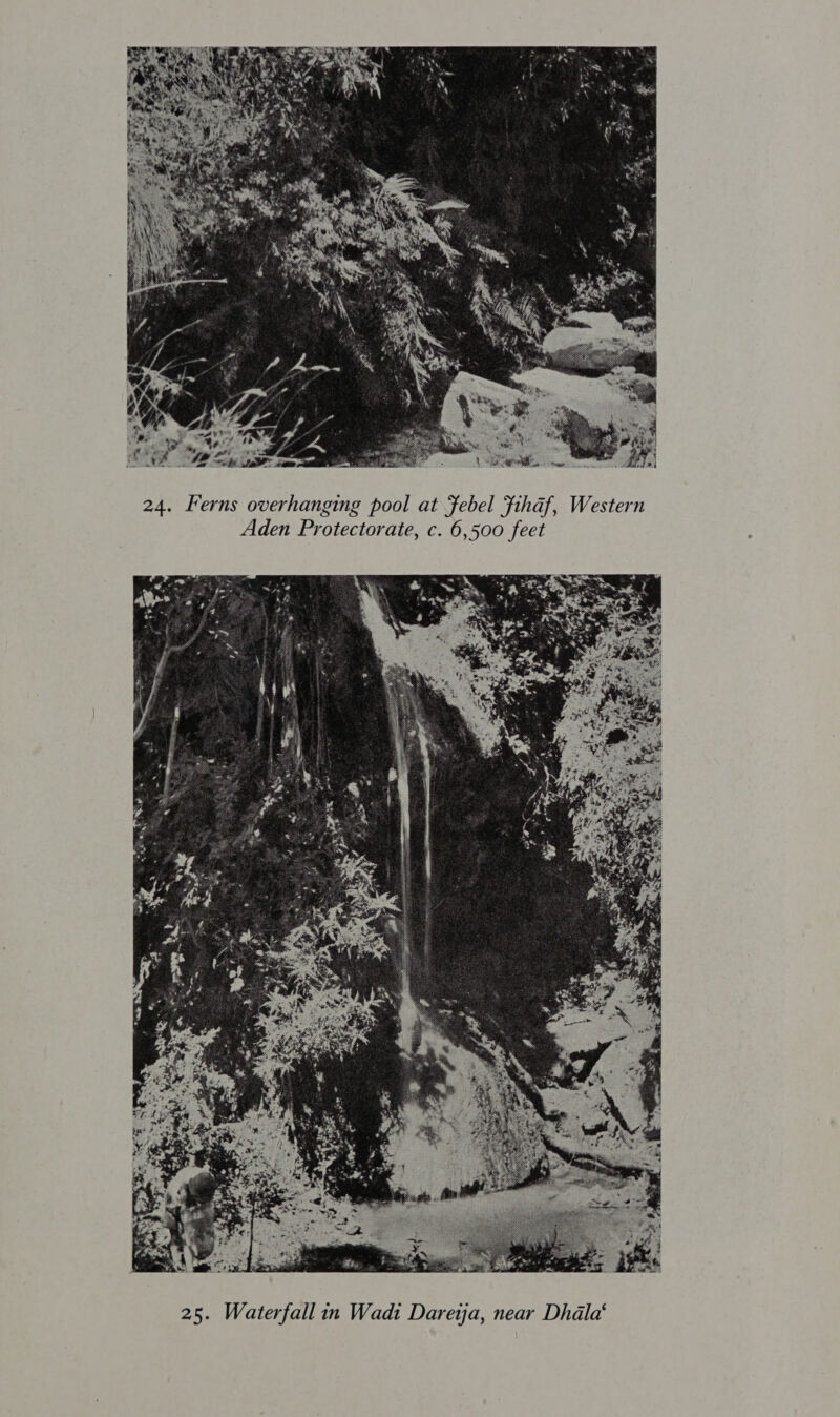  24. Ferns overhanging pool at febel Fihaf, Western Aden Protectorate, c. 6,500 feet 