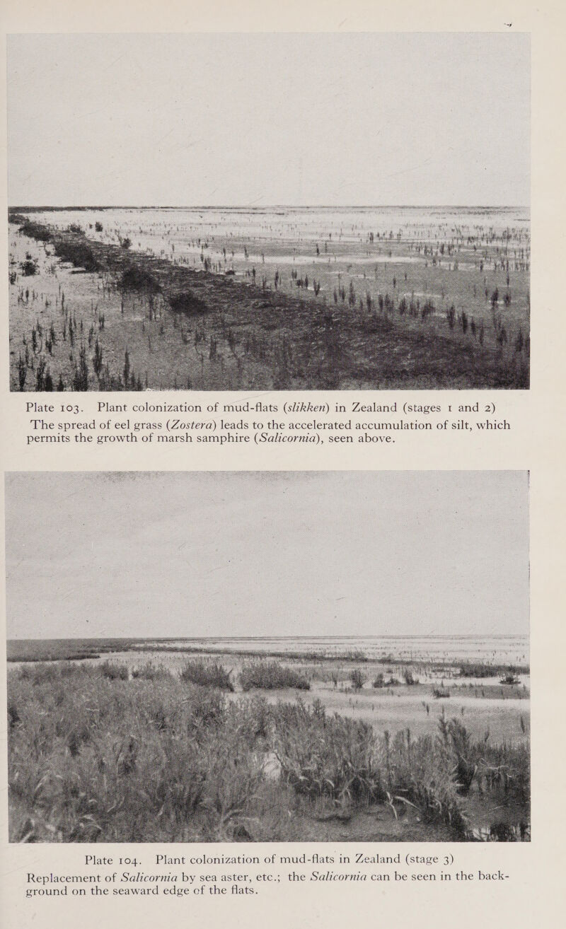  Plate 103. Plant colonization of mud-flats (slikken) in Zealand (stages t and 2) The spread of eel grass (Zostera) leads to the accelerated accumulation of silt, which permits the growth of marsh samphire (Salicornia), seen above.  Replacement of Salicornia by sea aster, etc.; the Salicornia can be seen in the back- ground on the seaward edge of the flats.