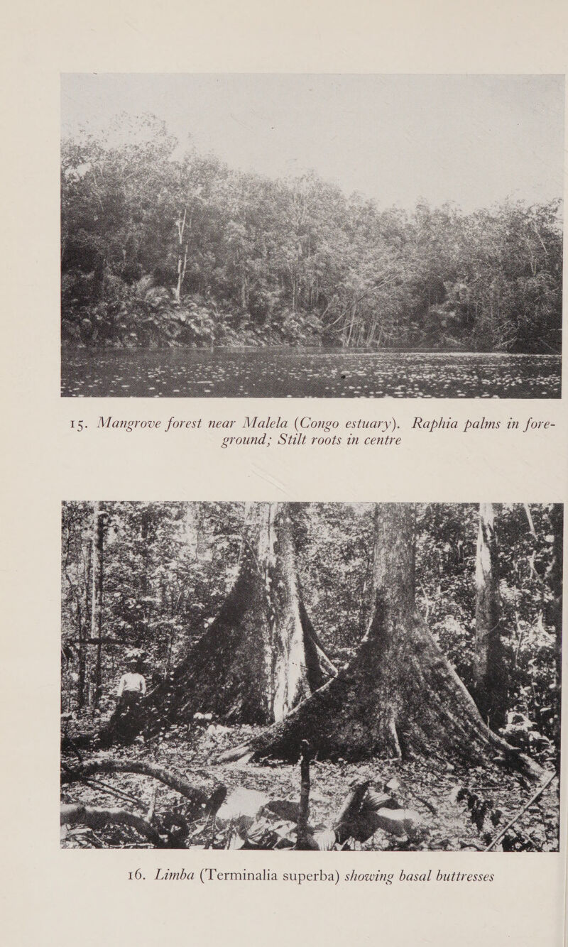  15. (Mangrove forest near Malela (Congo estuary). Raphia palms in fore- ground; Stilt roots in centre 